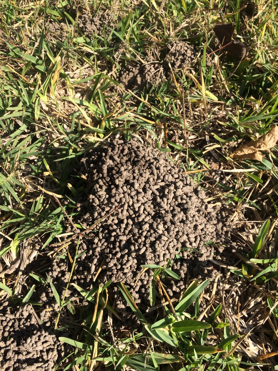 What Are These Mounds? #222071 - Ask Extension