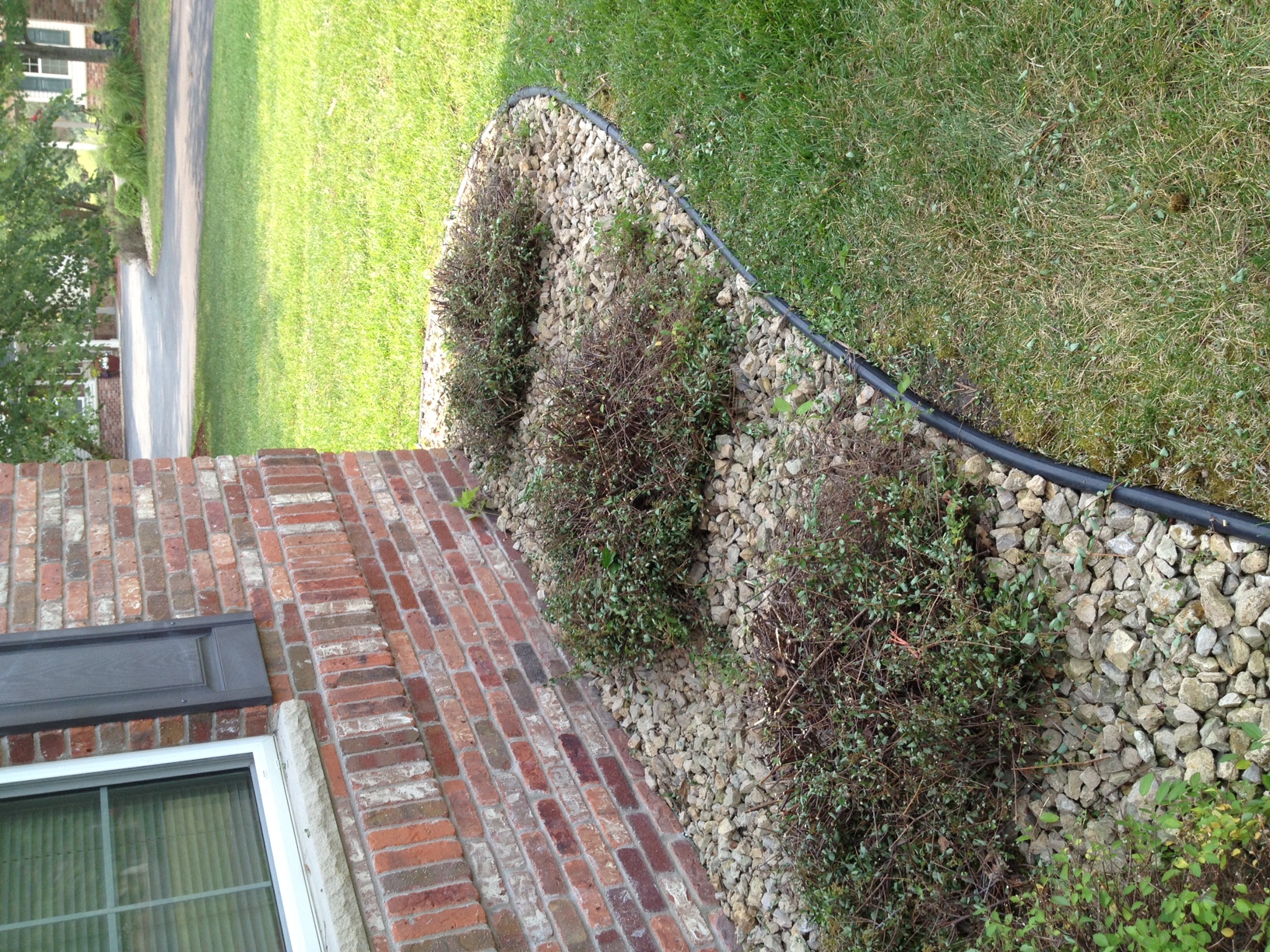 When should I prune my spirea? #208122 - Ask Extension