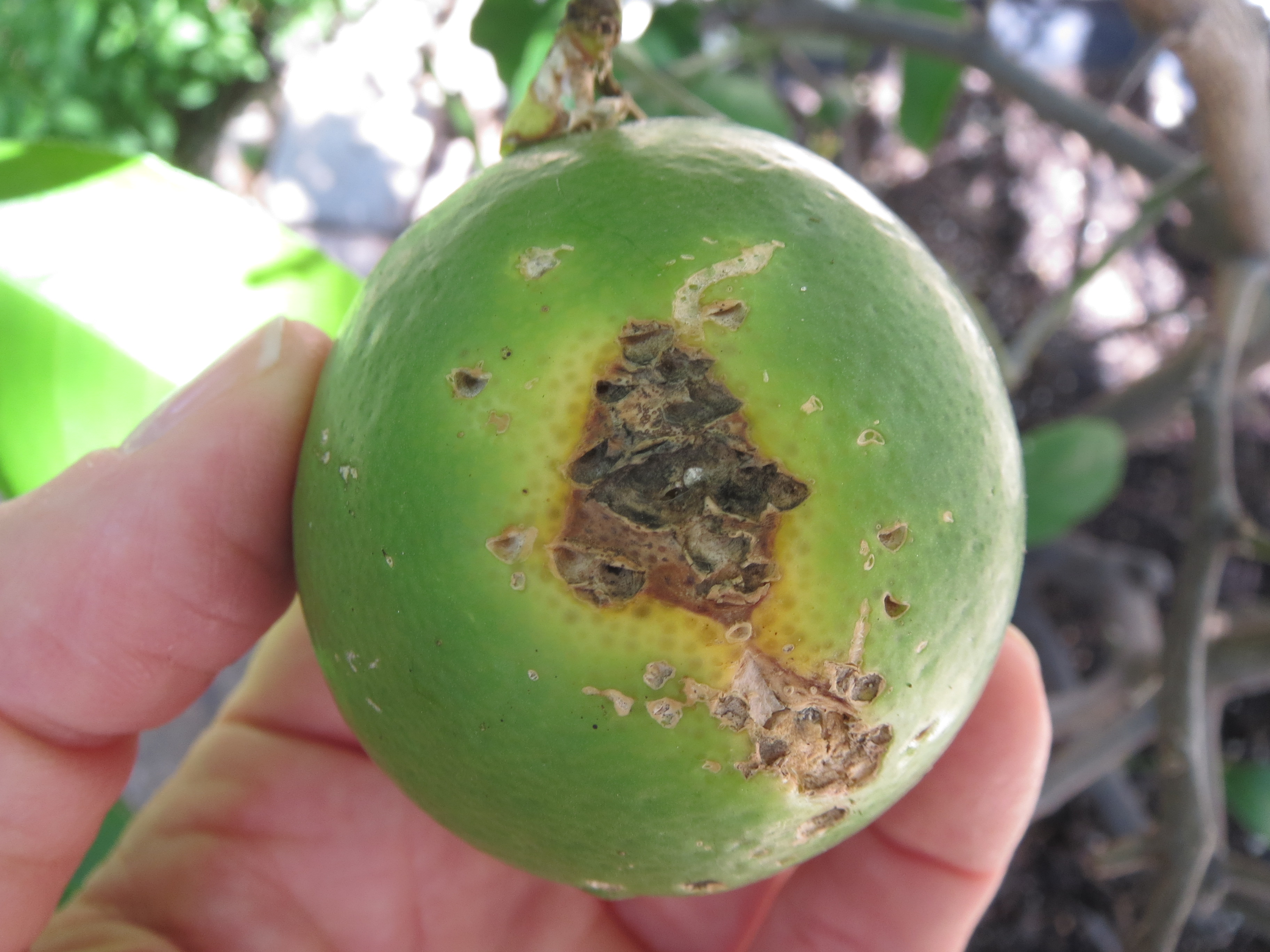 Meyer Lemon Problem: Need Help Identifying #148848 - Ask Extension