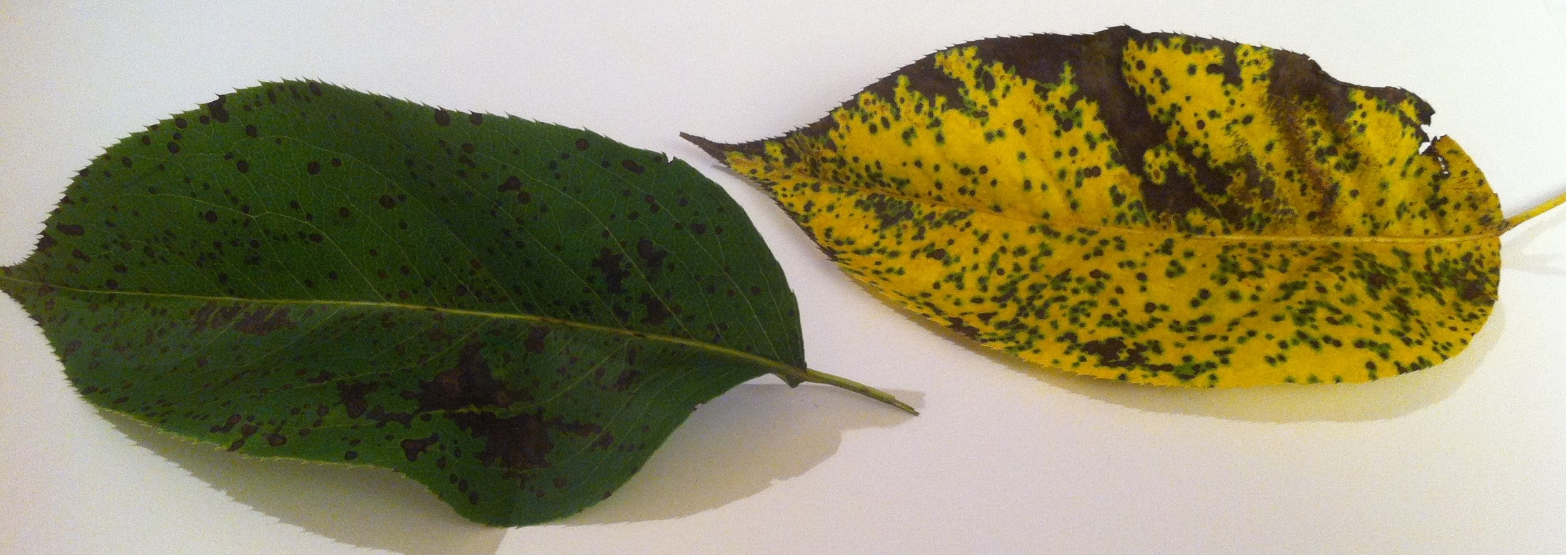 Хурма болезни листьев фото как лечить