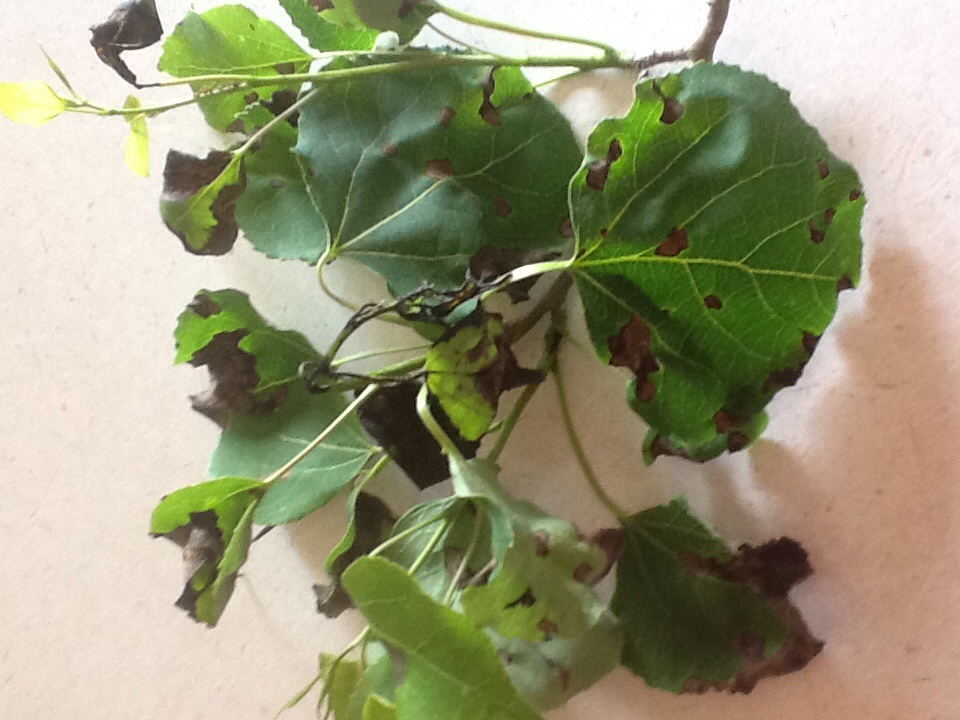 quaking-aspen-black-spots-on-leaves-191105-ask-extension