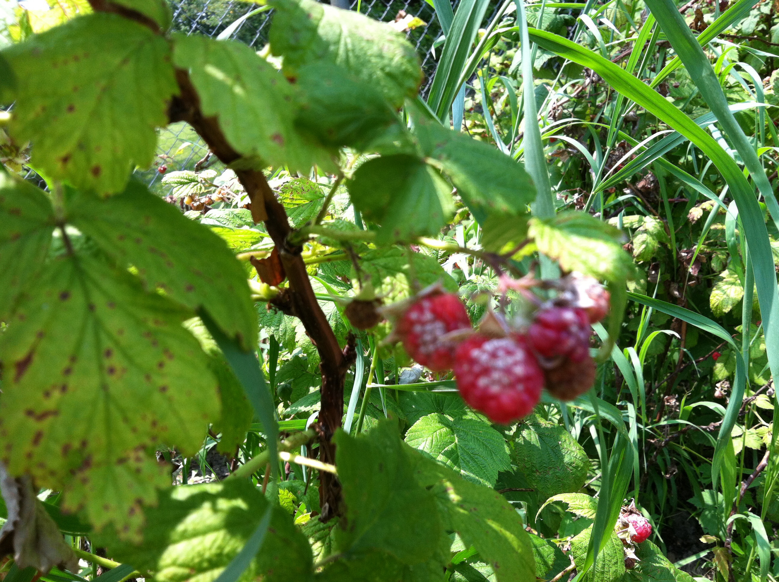 Raspberry plants near me Idea