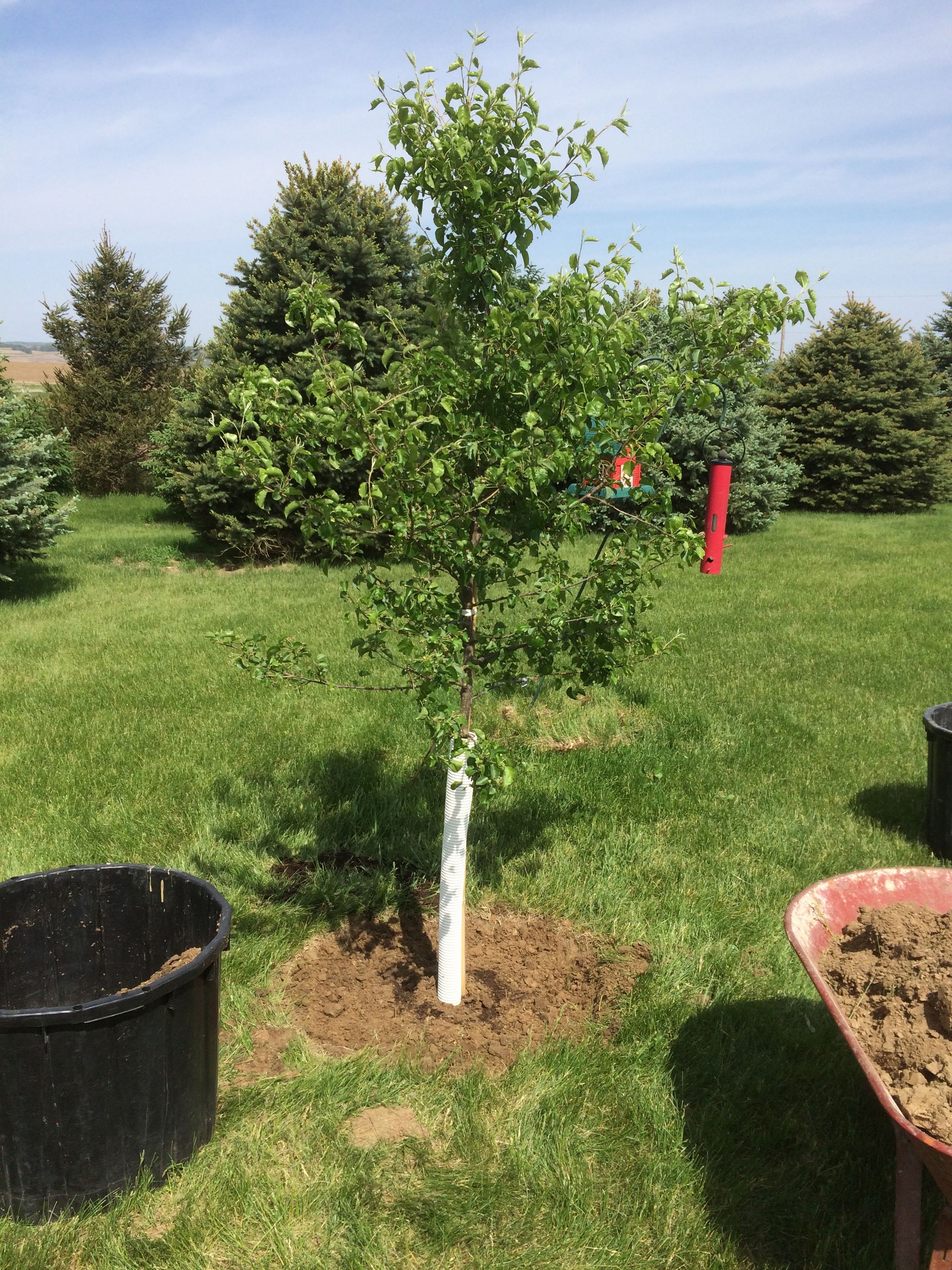 newly planted Korean Sun Pear ornamental tree #192826 - Ask Extension