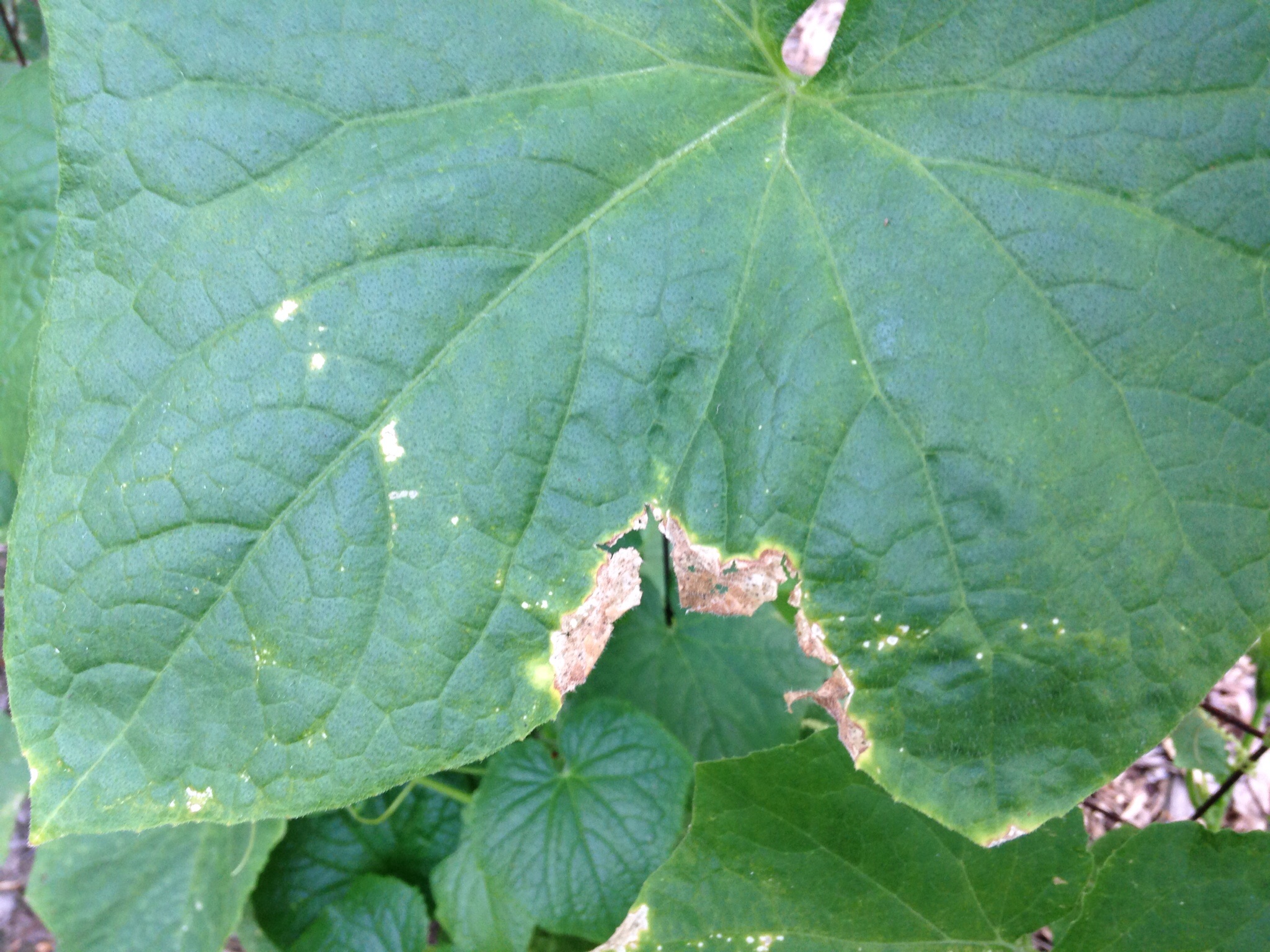 Fungus on cucumber plants? #196939 - Ask Extension