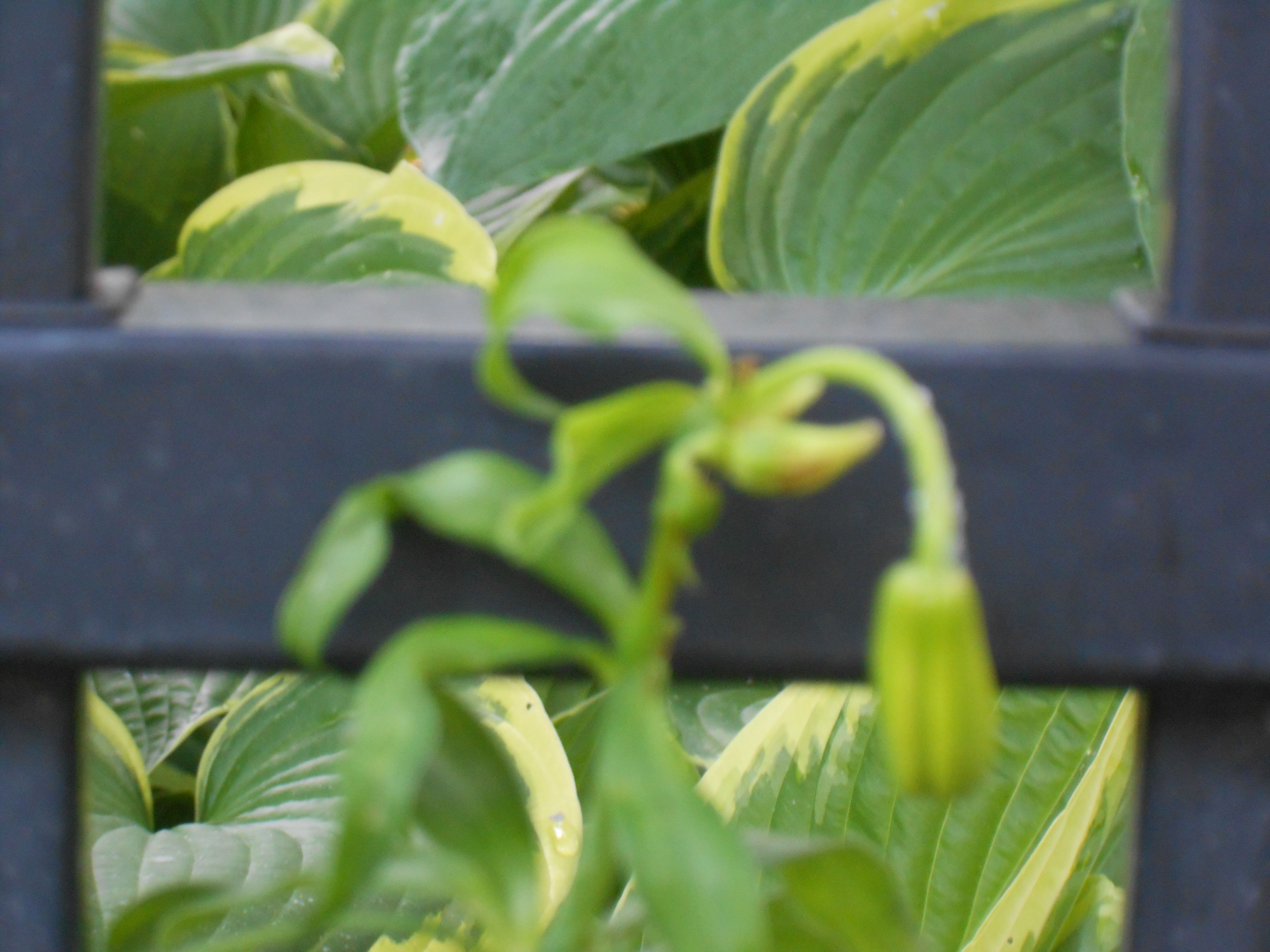 Michigan Lily flower buds deformed 138606 Ask Extension