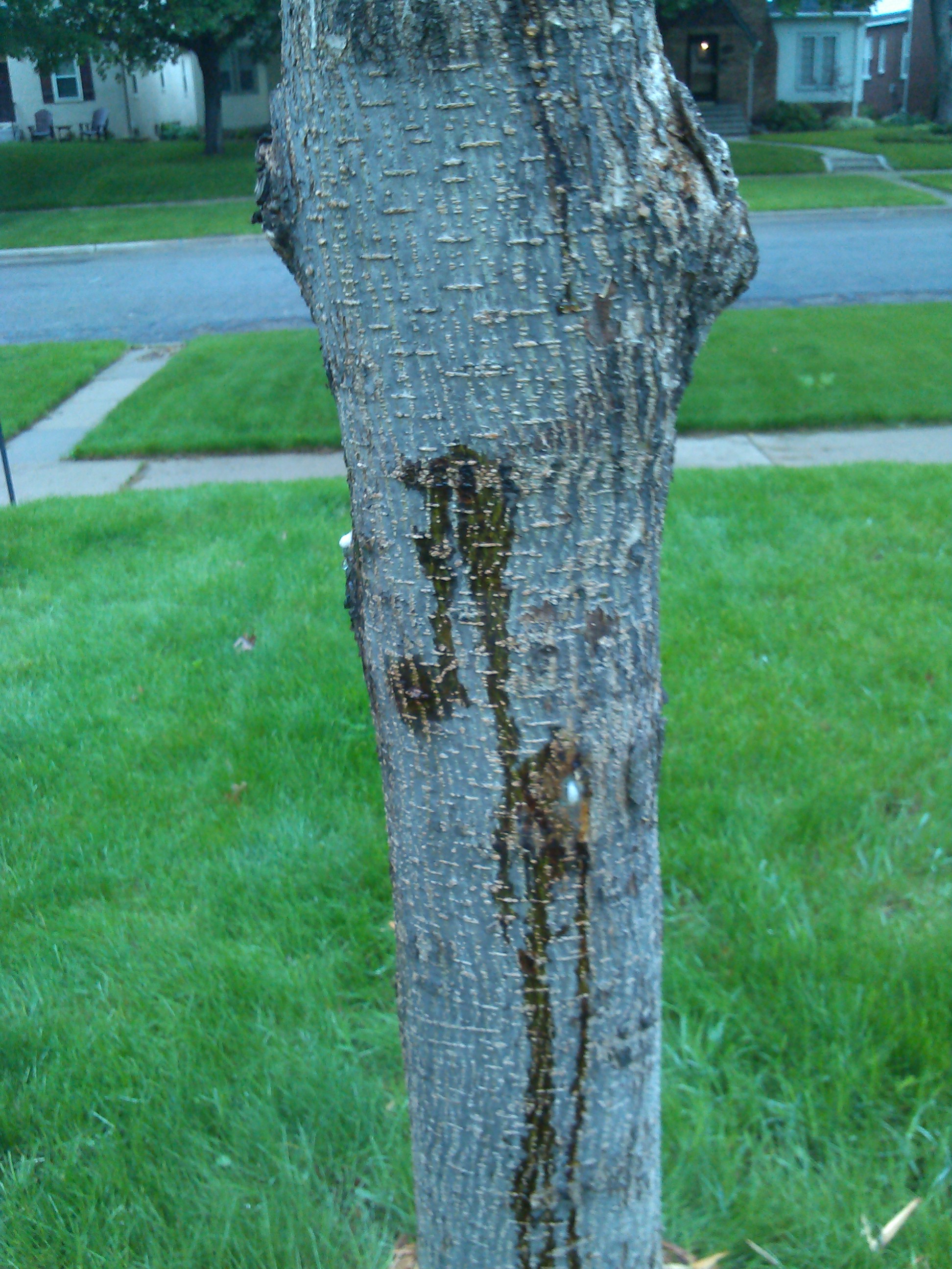 American Elm, Leaking Sap/Foam? #130520 - Ask Extension