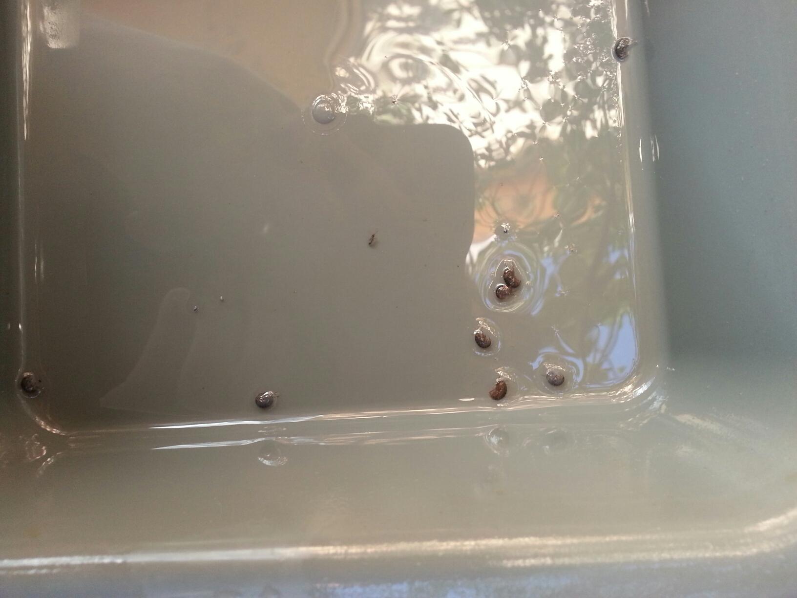 Bugs in the dogs water bowl every morning #221996 - Ask Extension