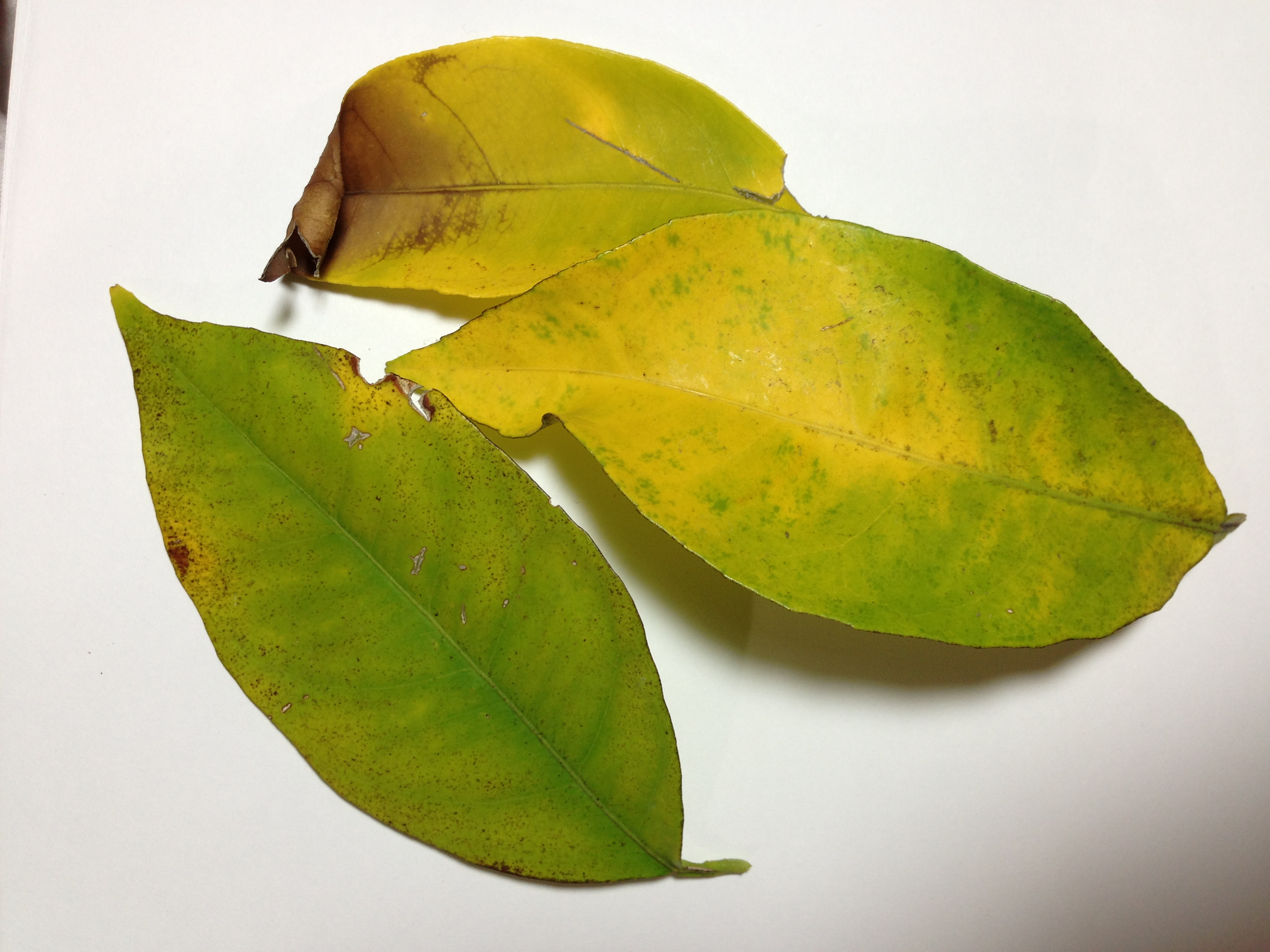 Болезни лимона по листьям фото и описание