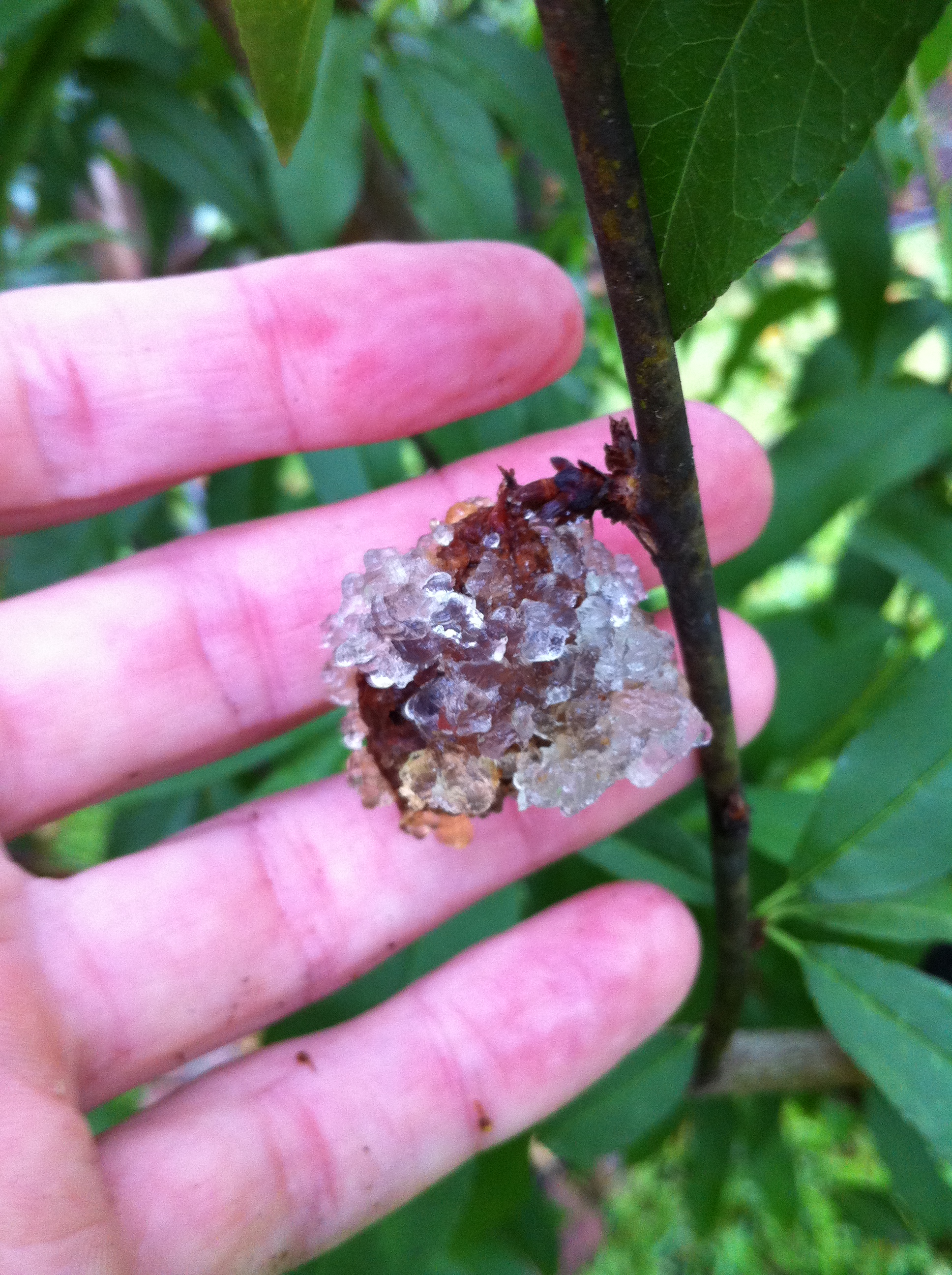 what-is-a-sticky-fruit-ouestny