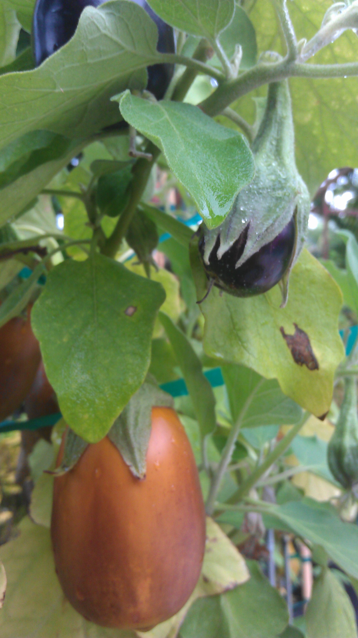 Eggplant Fruit Turns from Purple to Brown 129156 Ask Extension