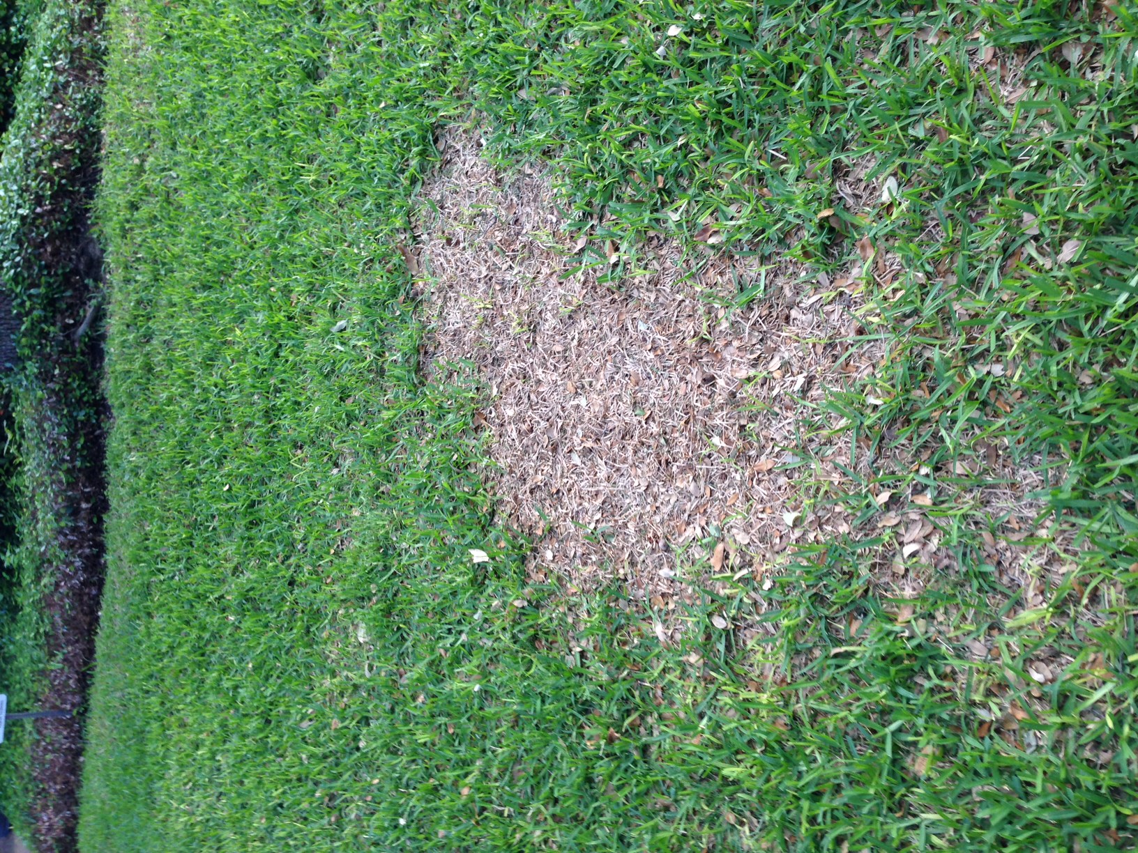 Dead Patches In St Augustine 1264 Ask Extension