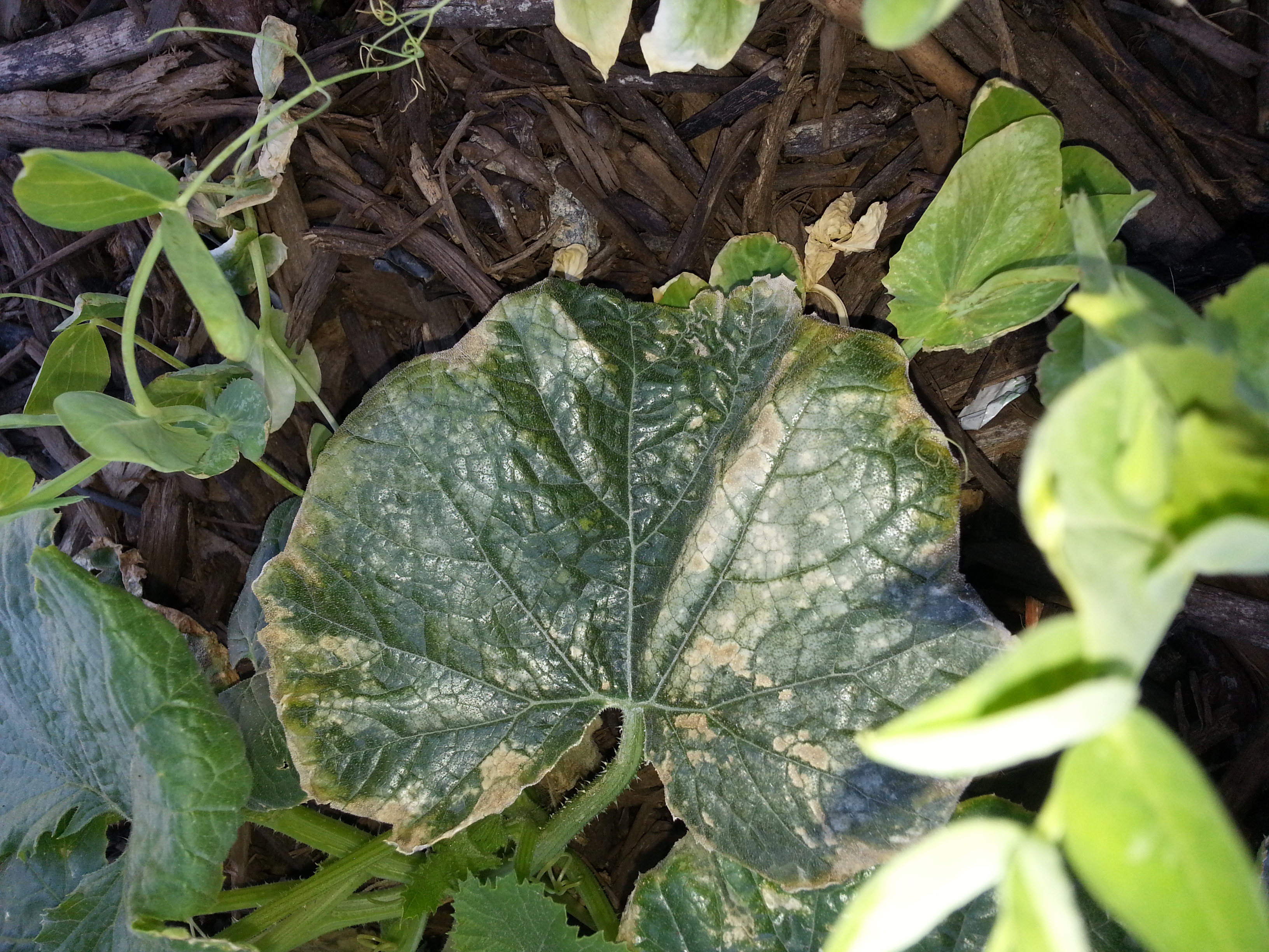 Mold Or Disease Crispy Leaves On Squash Pea Radish Ask Extension