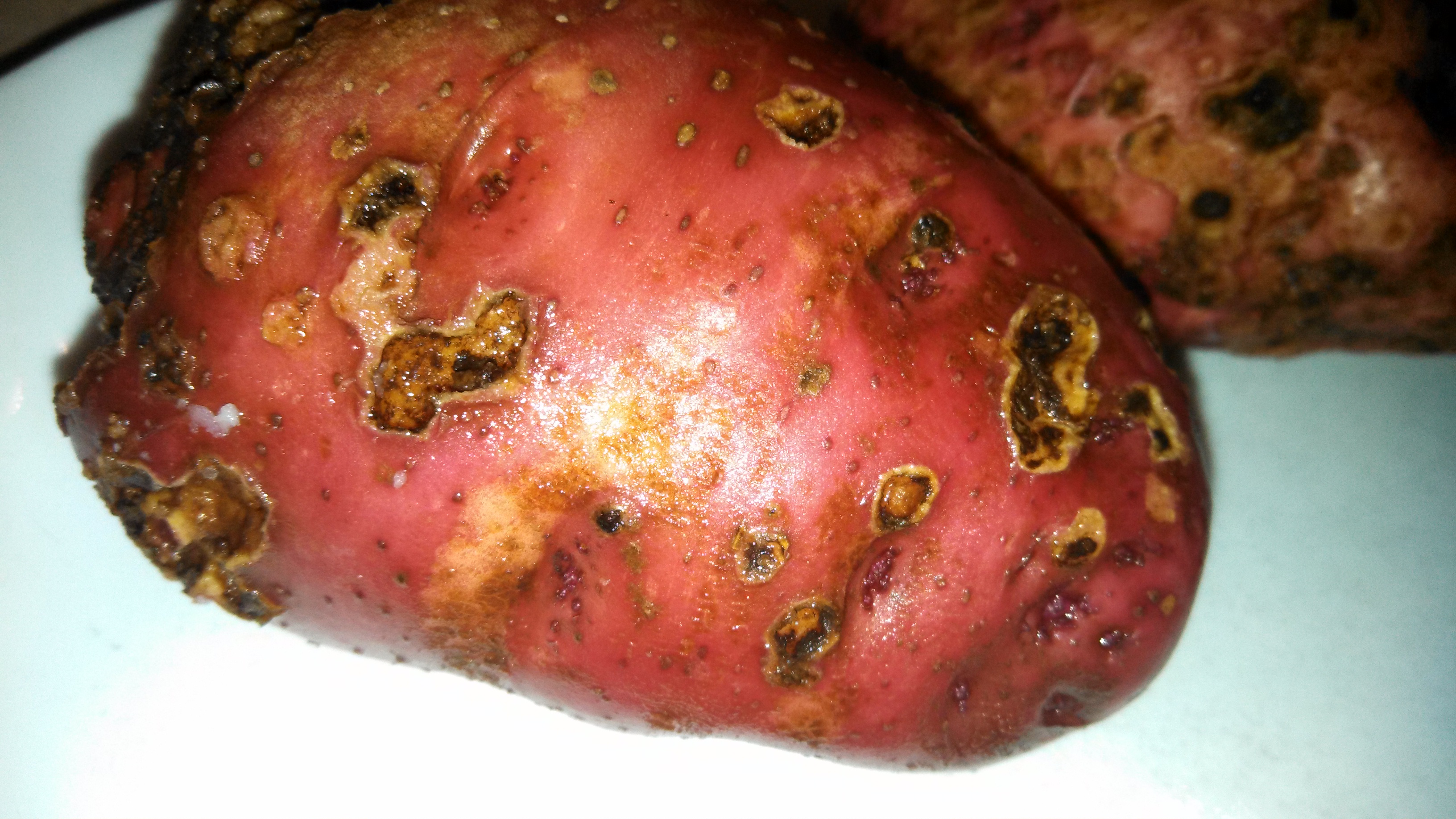 potato-disease-condition-167685-ask-extension