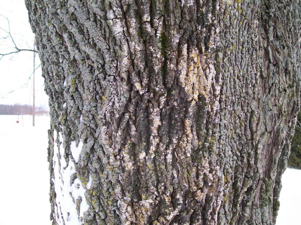 White Spots On Maple Tree Ask Extension