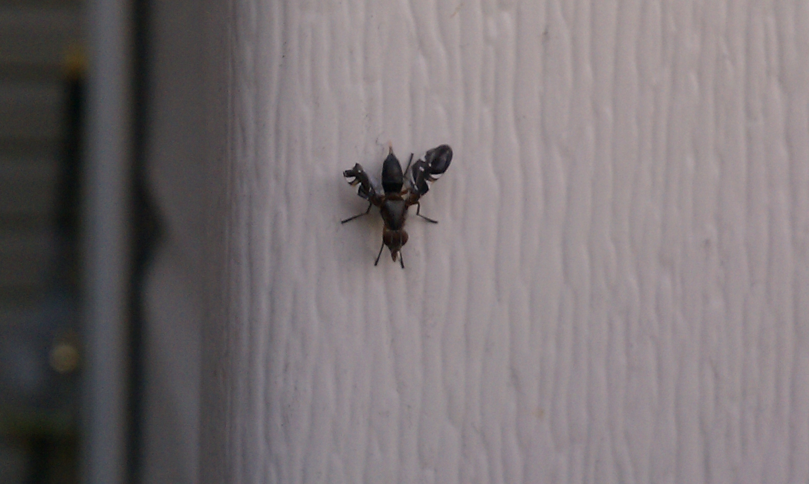 Identify Flying Bugs In House