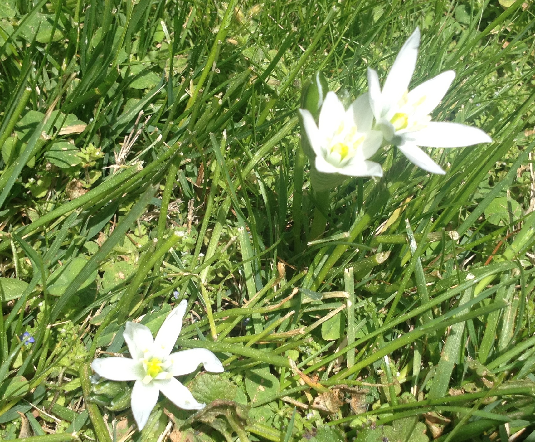 identification - What is this six-petaled white flower with long