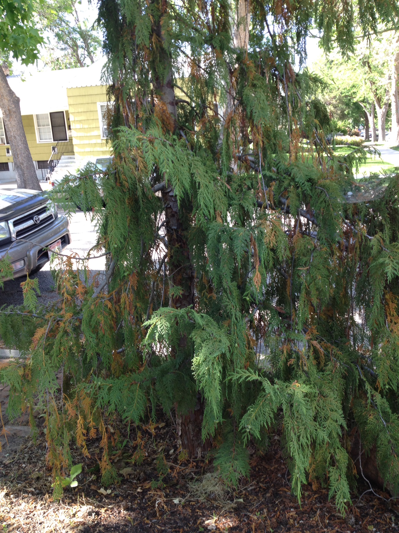 sick Alaskan Weeping Cedar #188104 - Ask Extension