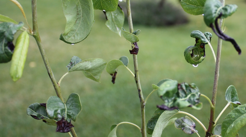 pear tree leaves black edges