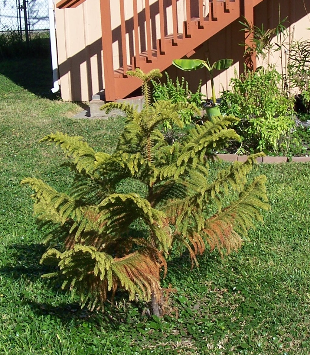 Norfolk Island Pine Problems 2730 Ask Extension