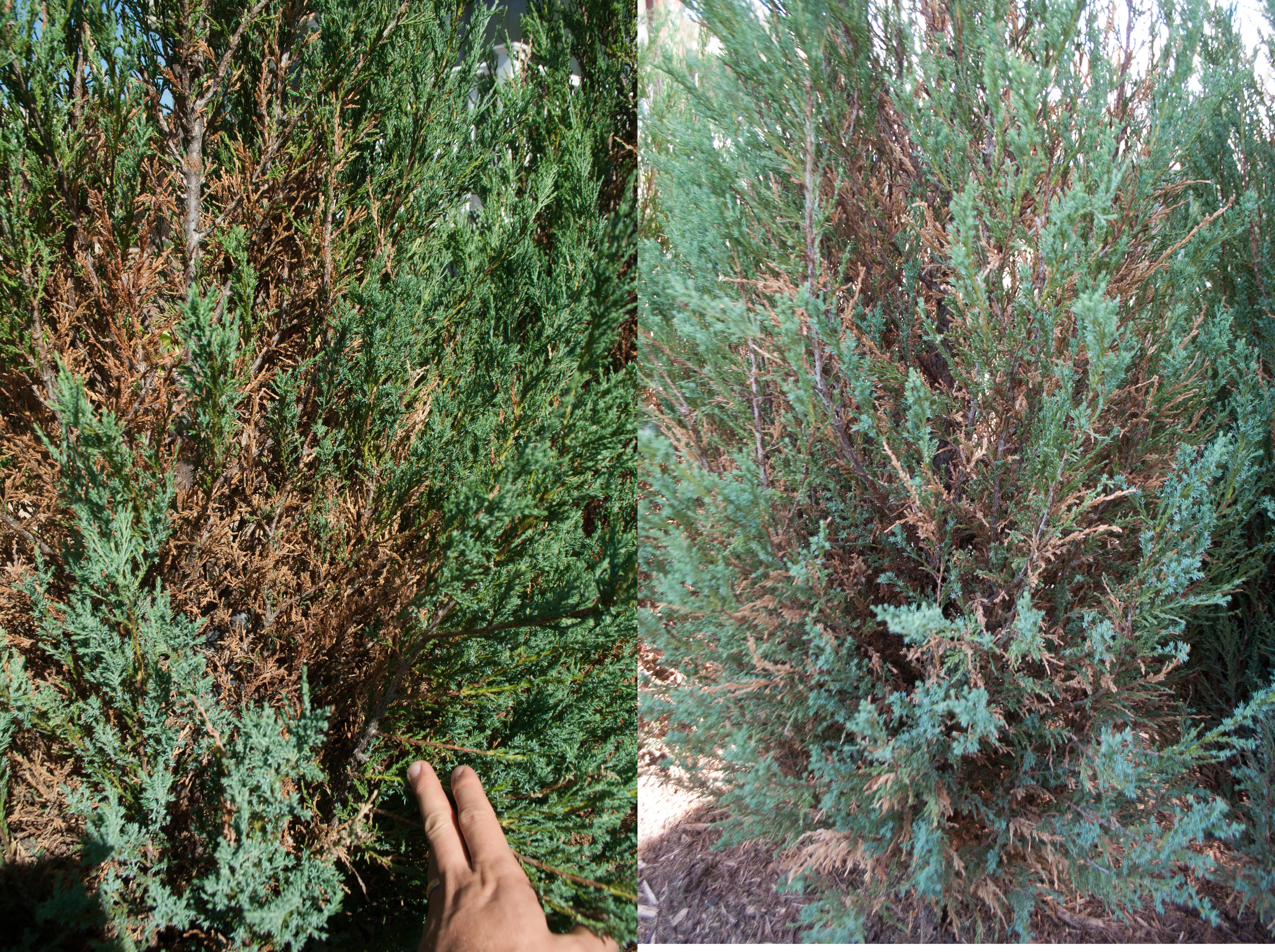 blue arrow juniper vs skyrocket juniper