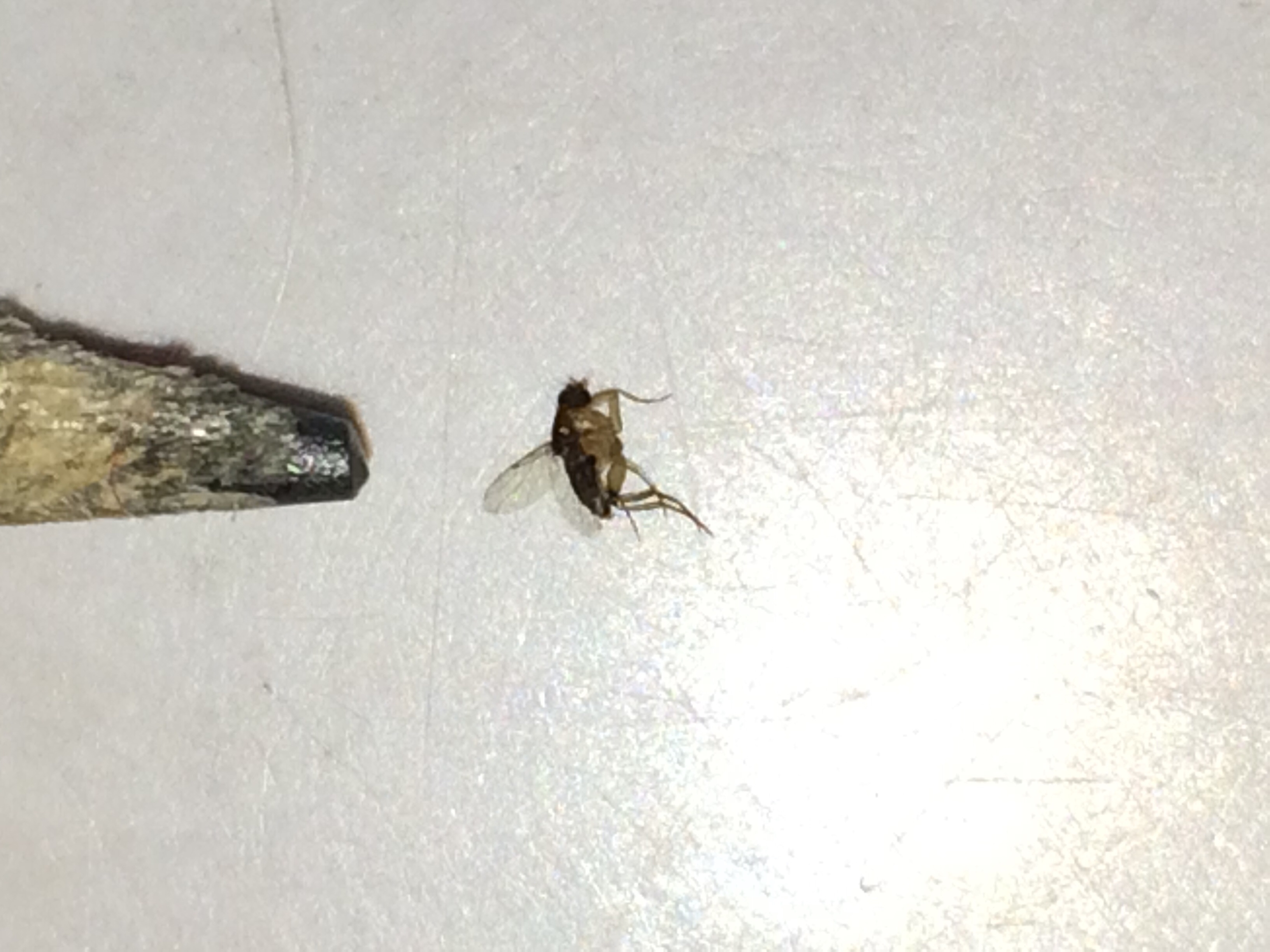 small flies in bathroom sink