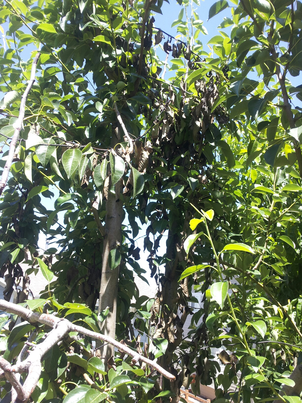 Leaves/branches of pear tree dying #141157 - Ask Extension