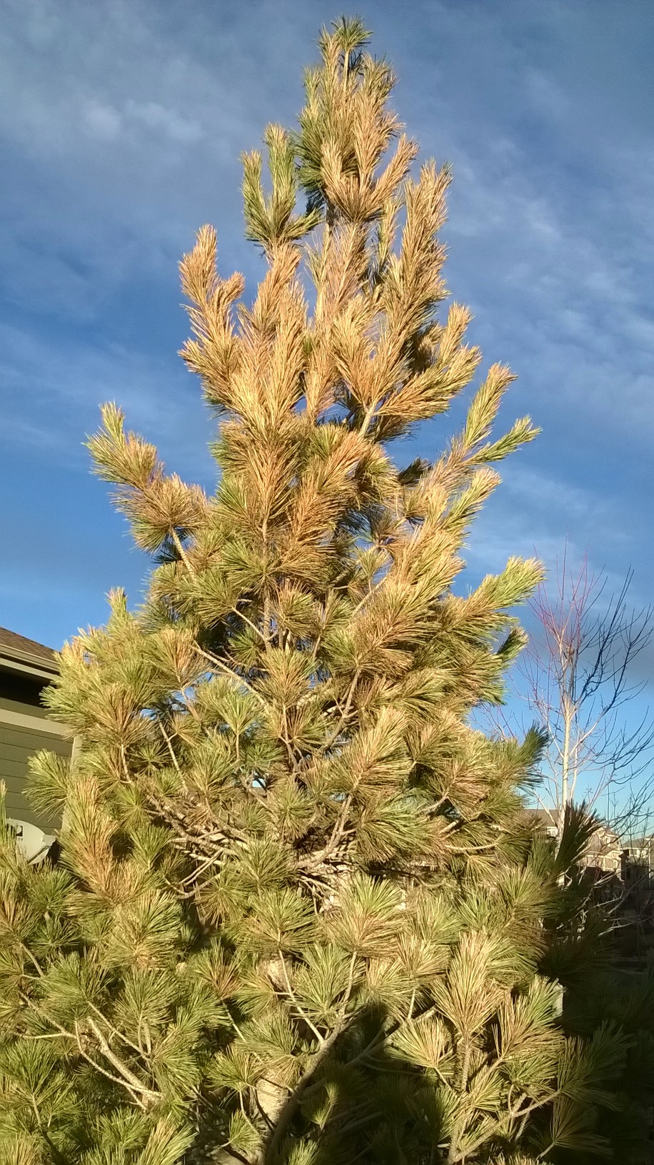 Vanderwolf Pine Tree Brown Outside Needles 222181 Ask Extension