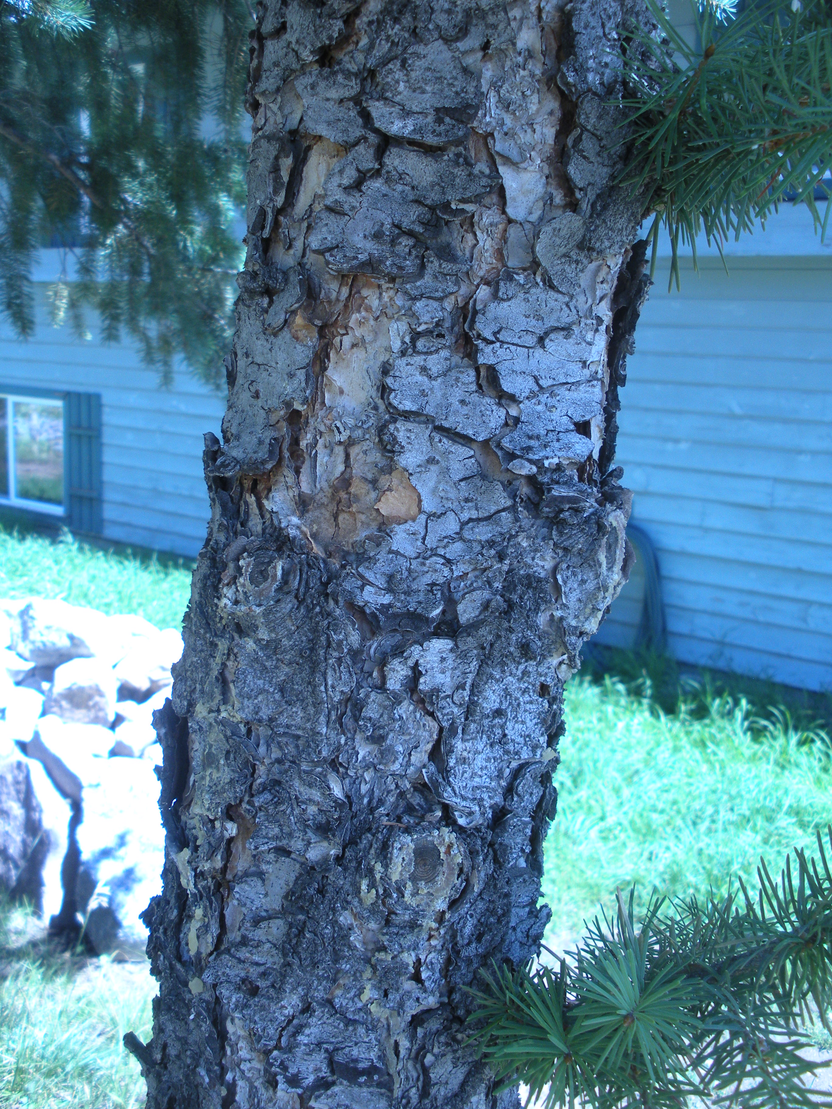 Spruce Trees Dying 209311 Ask Extension