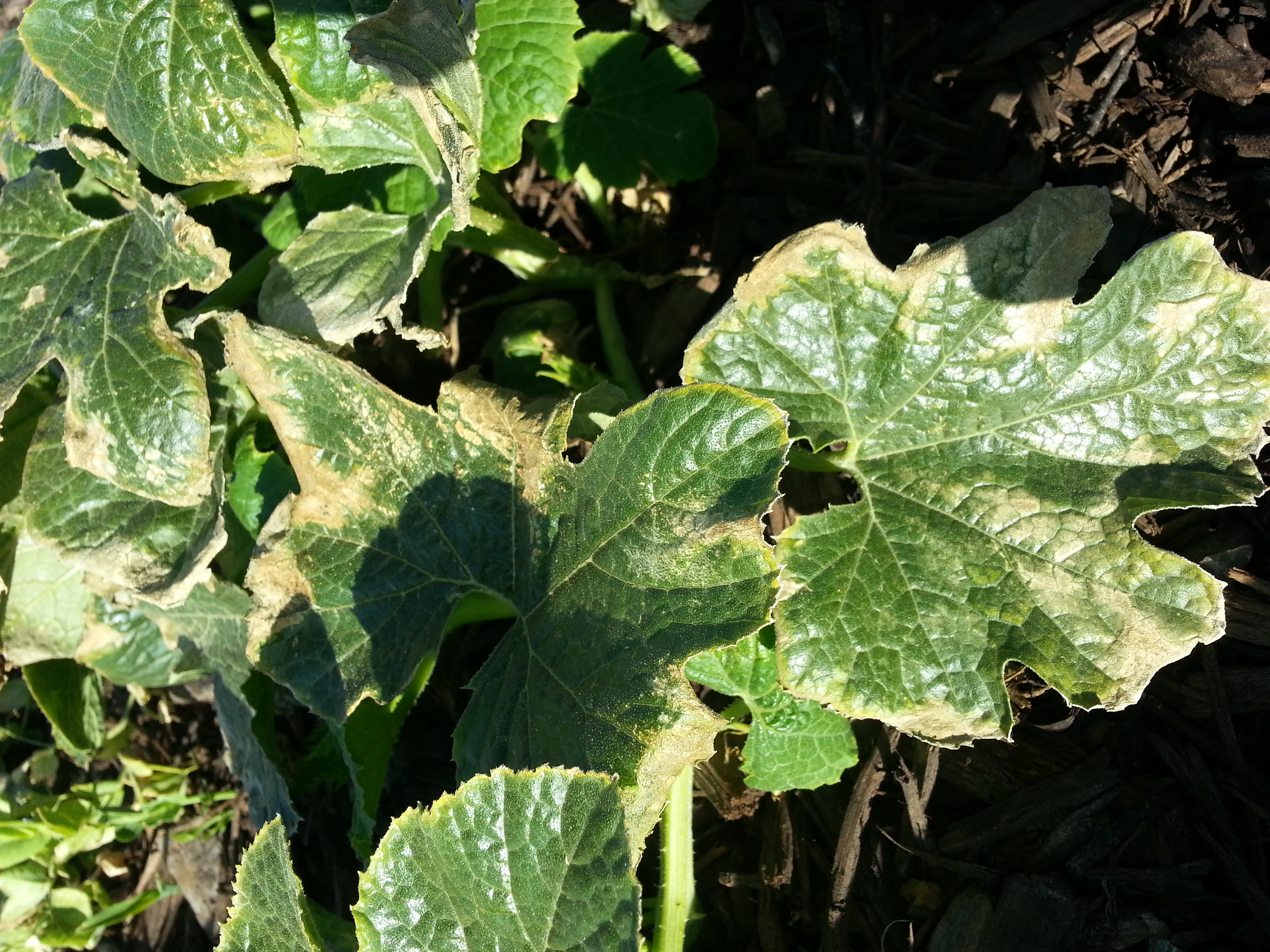 Mold Or Disease Crispy Leaves On Squash Pea Radish Ask Extension