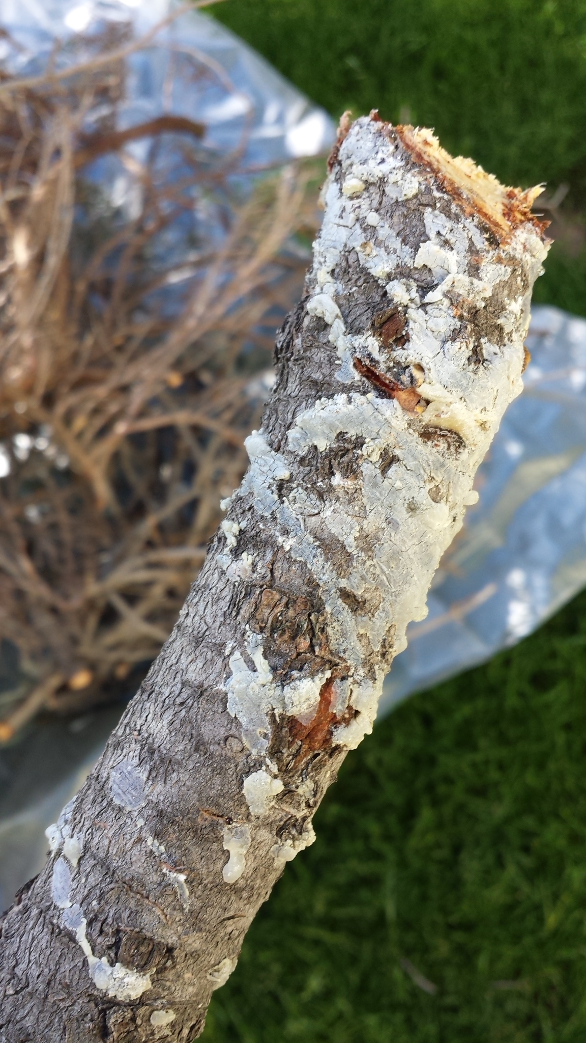 white-mold-on-pine-tree-254227-ask-extension