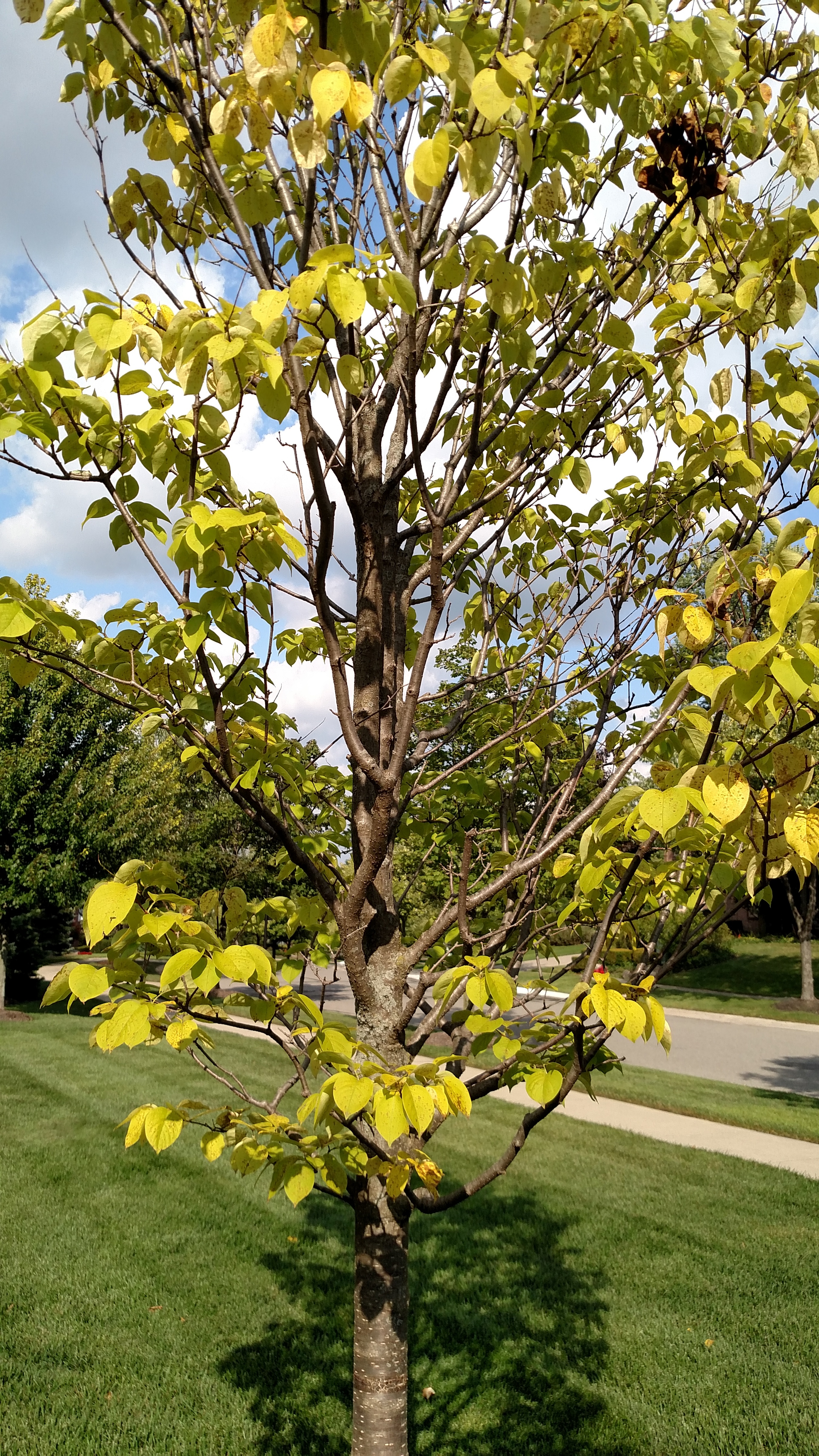 Japanese Tree Lilac Leaves Spotted Yellowing And Falling Off Ask Extension