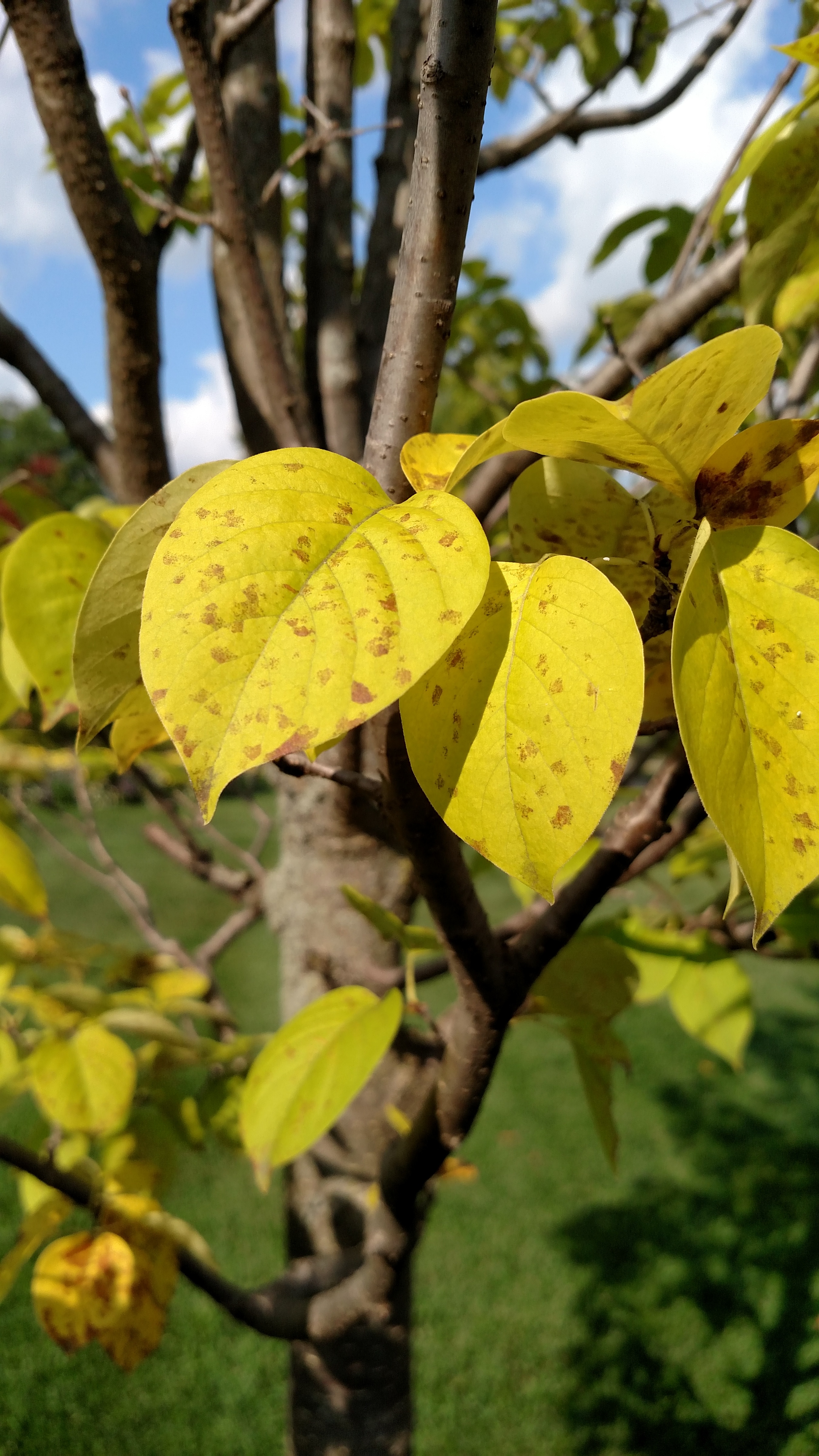 Japanese Tree Lilac Leaves Spotted Yellowing And Falling Off Ask Extension