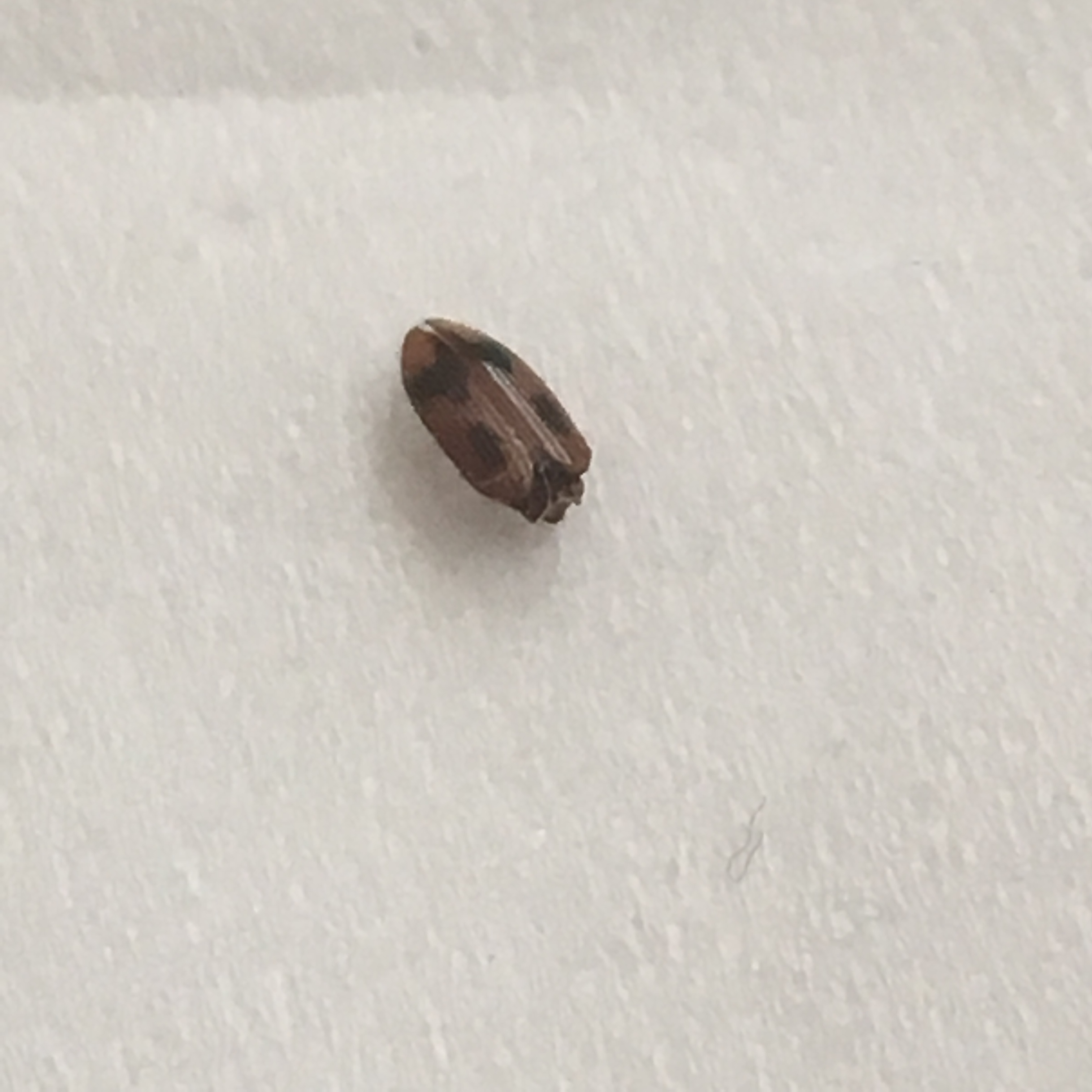 Little brown bug in hair #295837 - Ask Extension