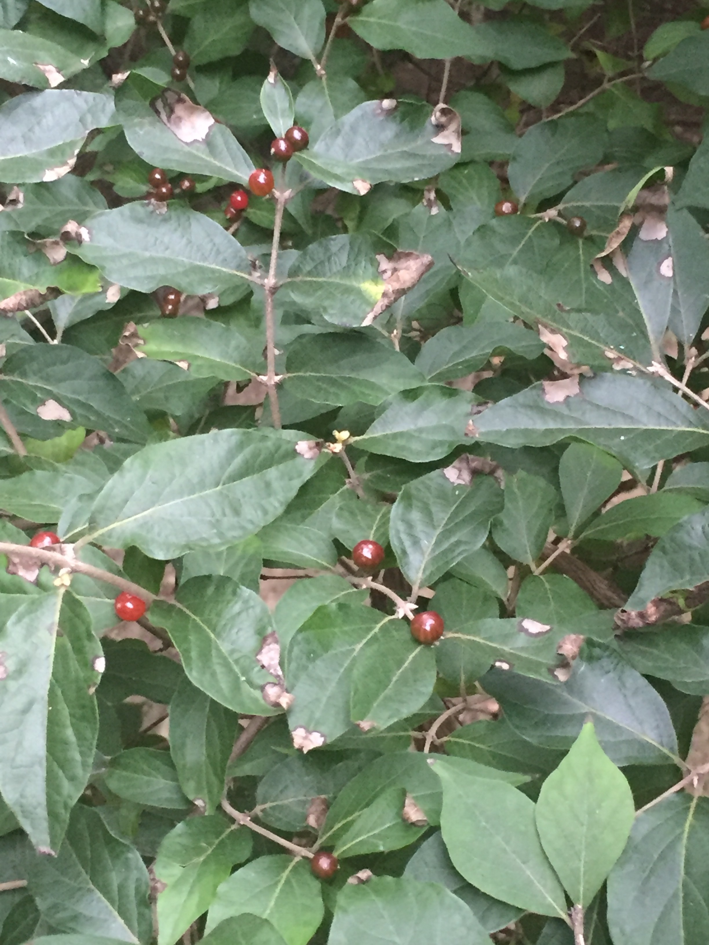 Possible Honeysuckle Tree