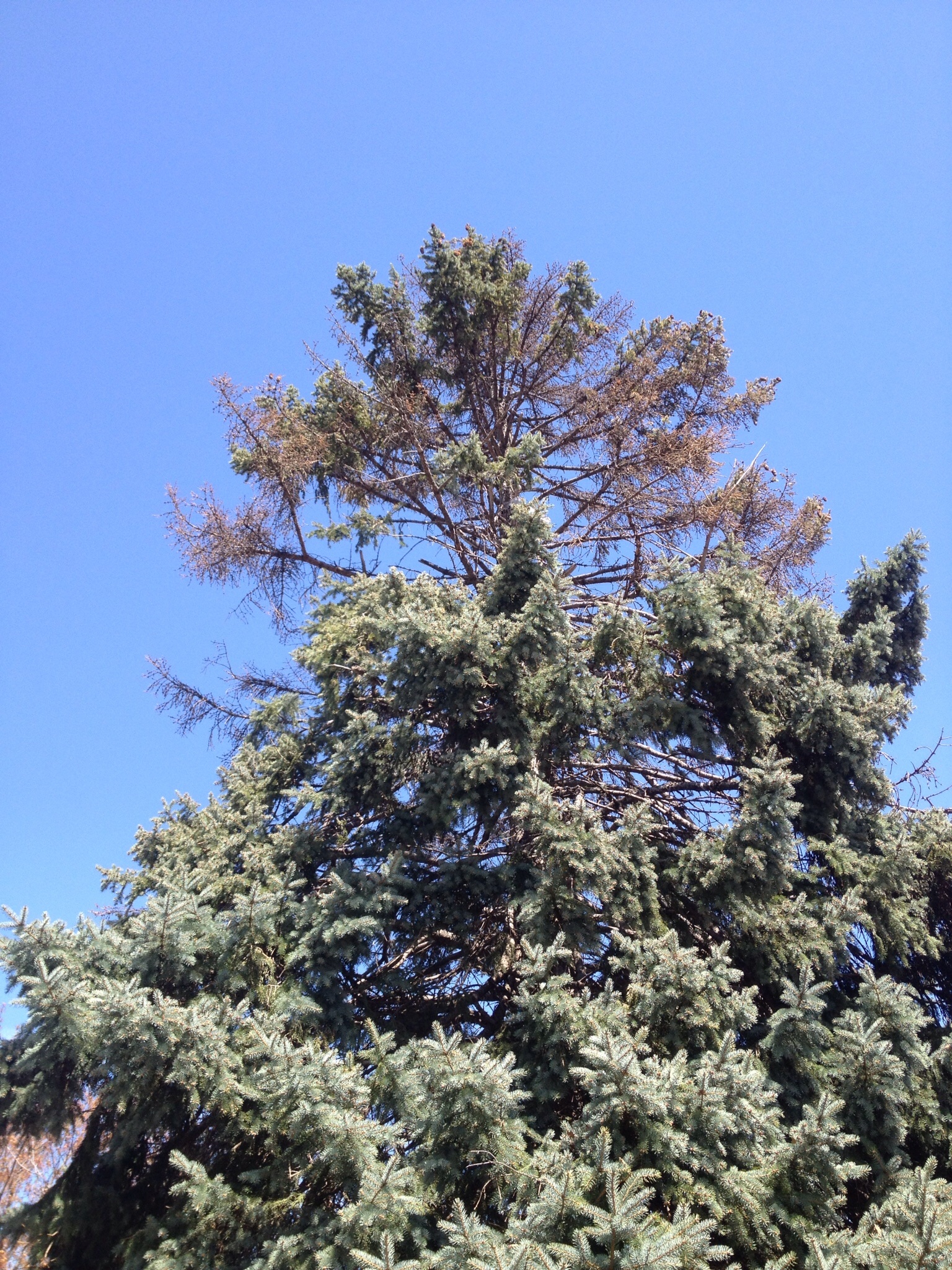 My blue spruce appears to be dying #248659 - Ask Extension