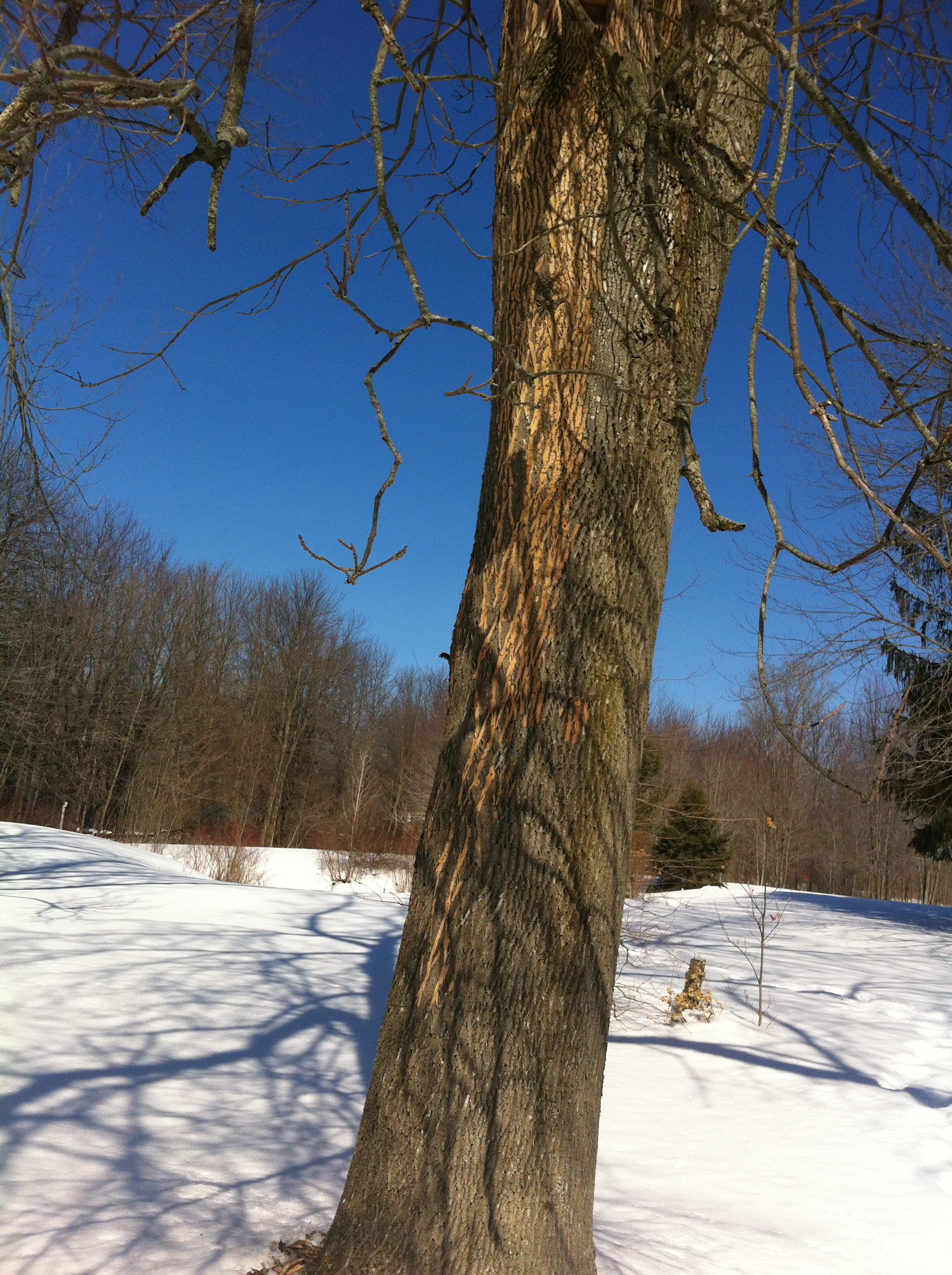 What Is Causing The Bark On My Manitoba Maple Trees To Peel 230134 Ask Extension