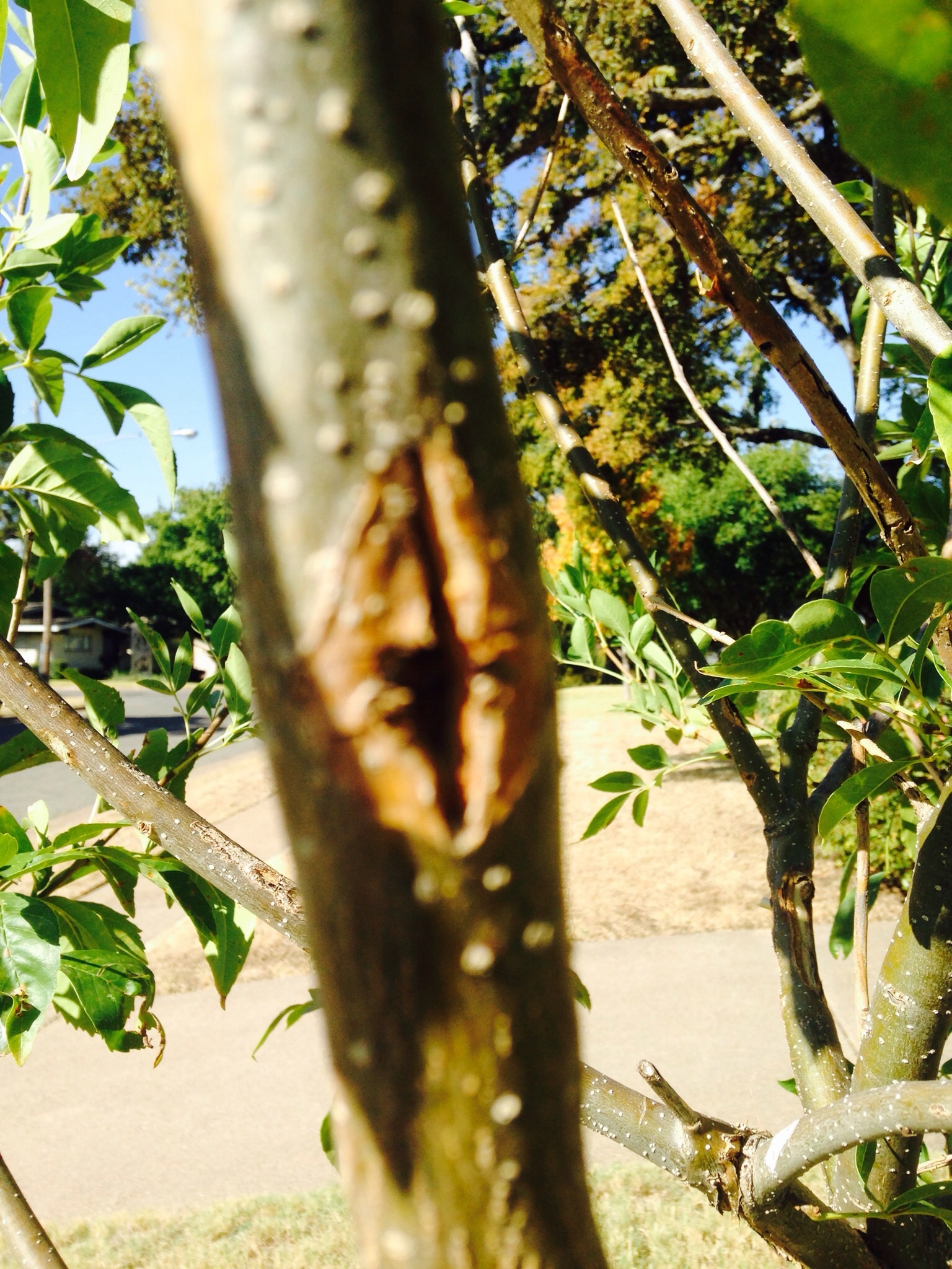 texas ash tree bark