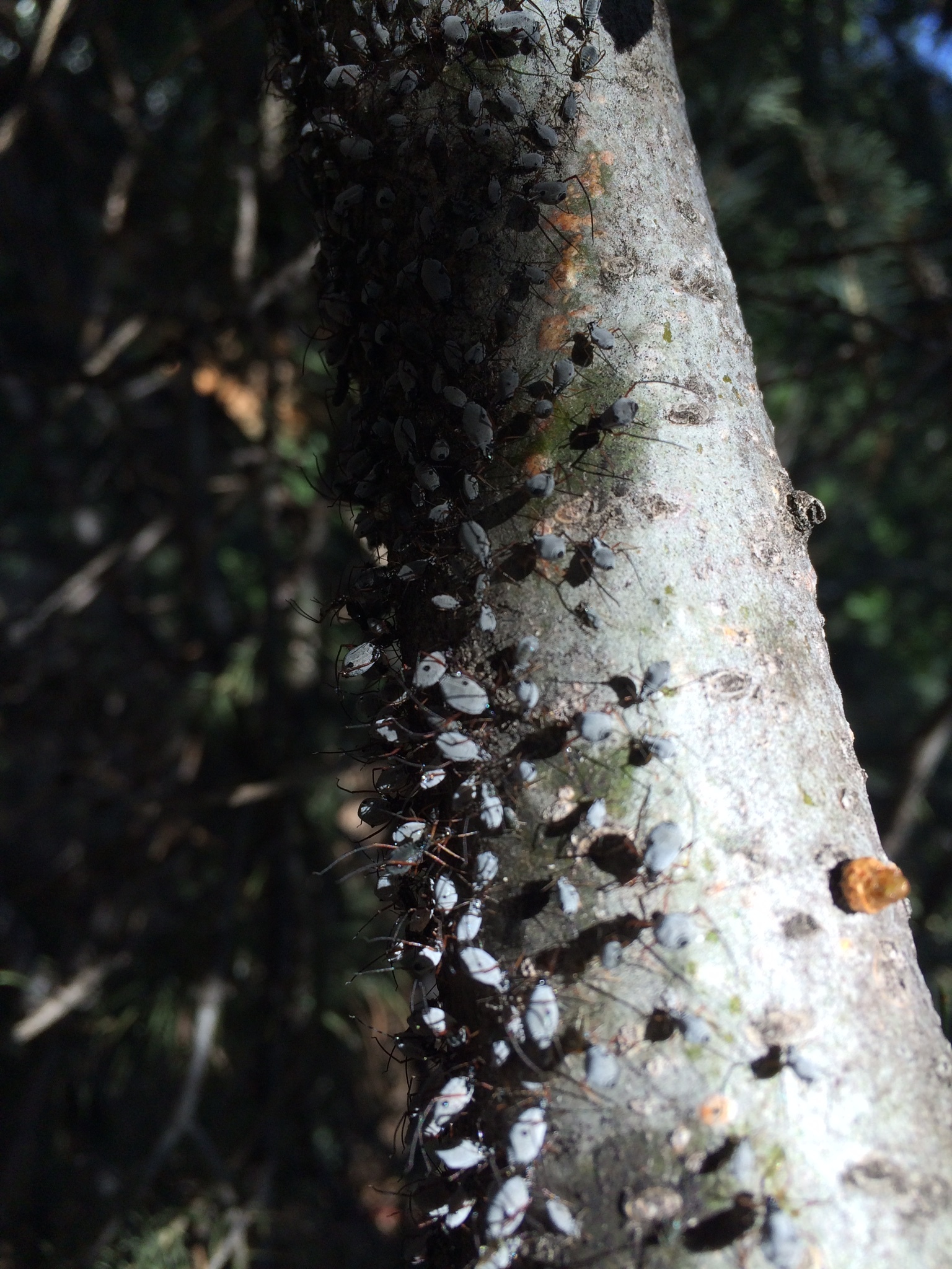 Bugs on Blue Spruce #280253 - Ask Extension