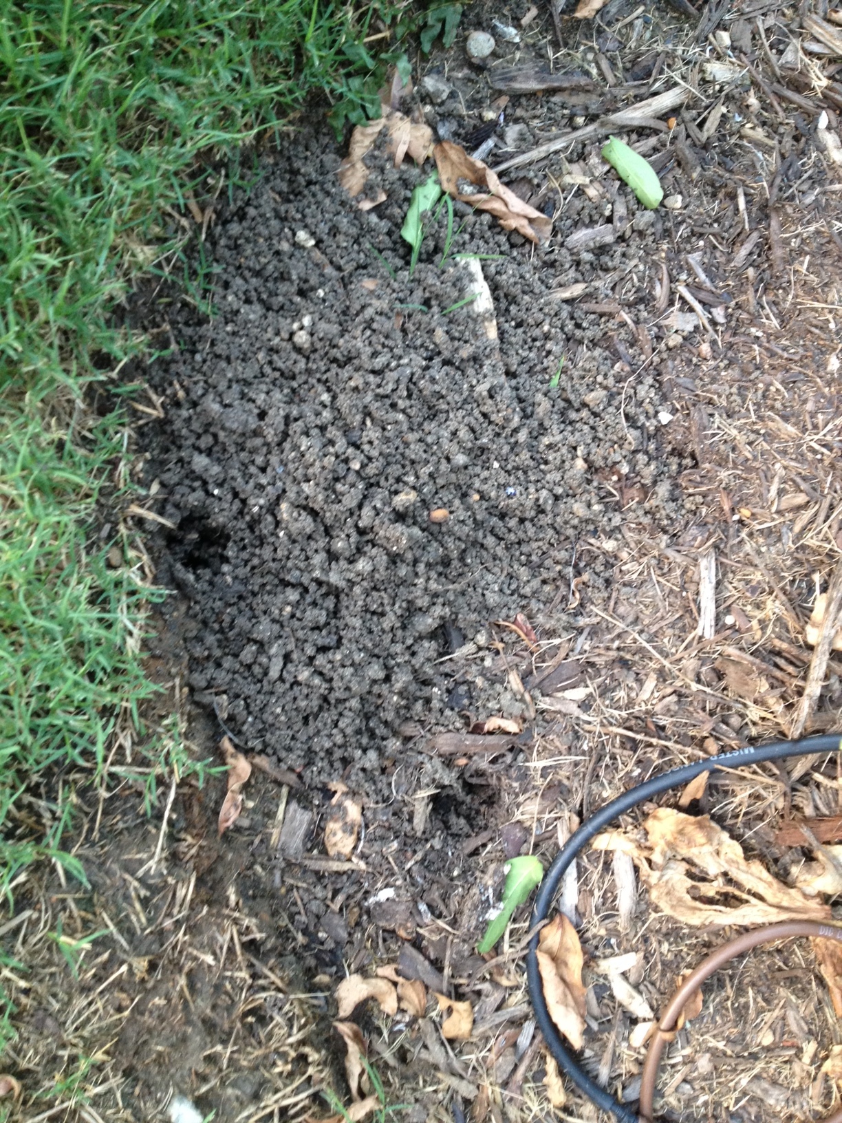 What is digging in my backyard #255351 - Ask Extension