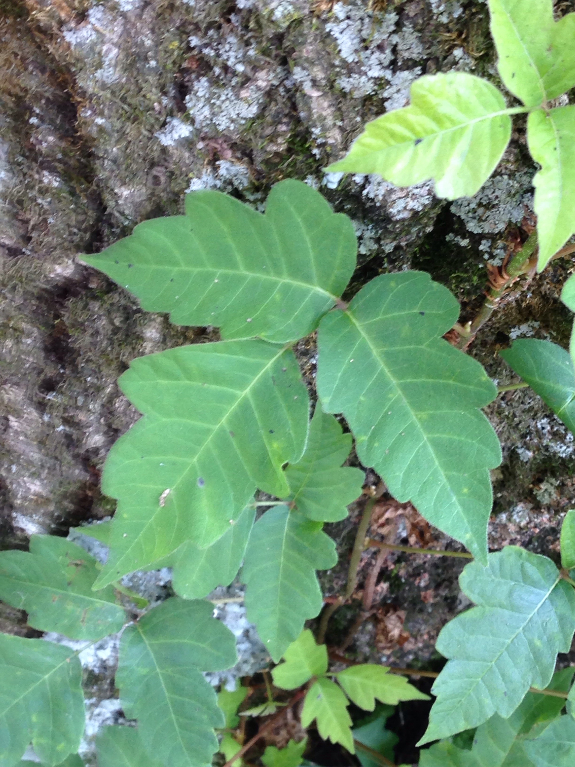 Wish this poison ivy? #275932 - Ask Extension