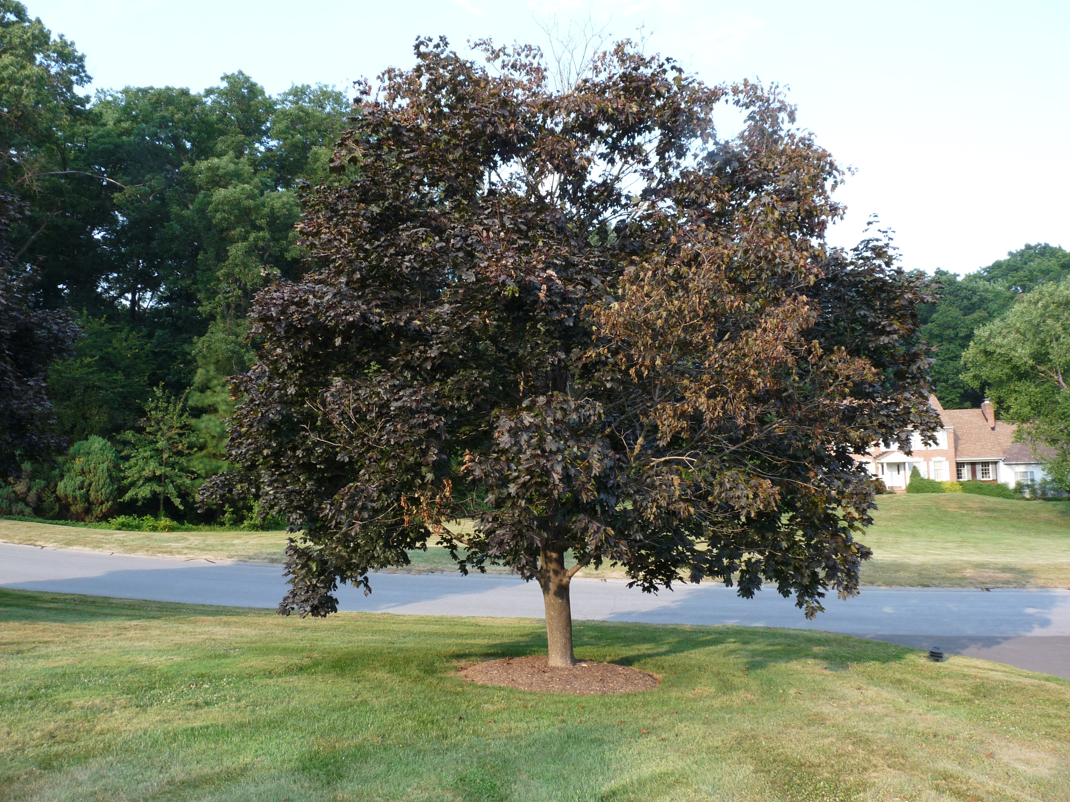 Please Save Our Crimson King Norway Maple 2726 Ask Extension