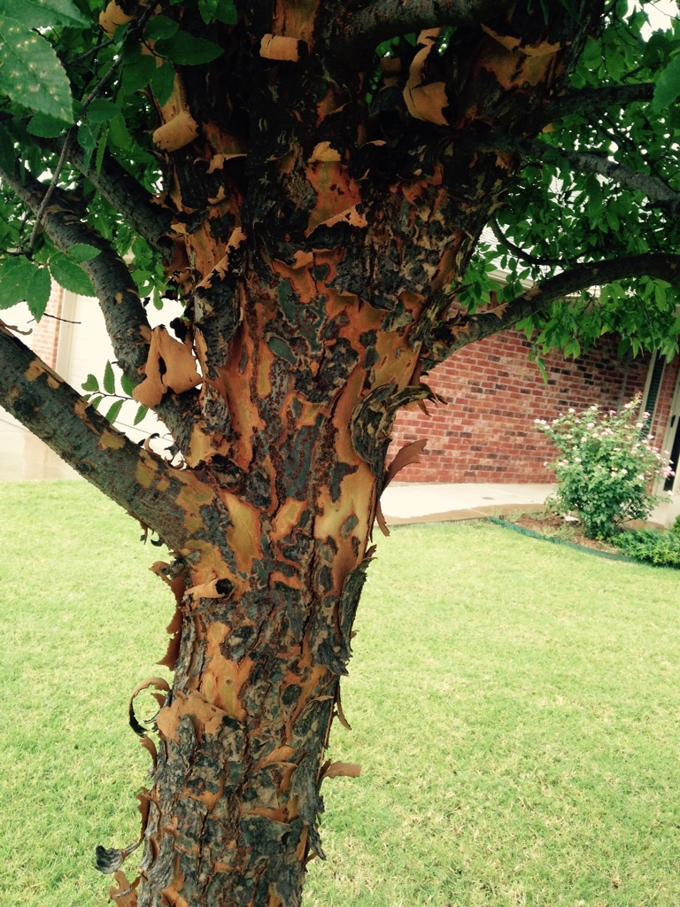 lacebark-elm-peeling-bark-270088-ask-extension