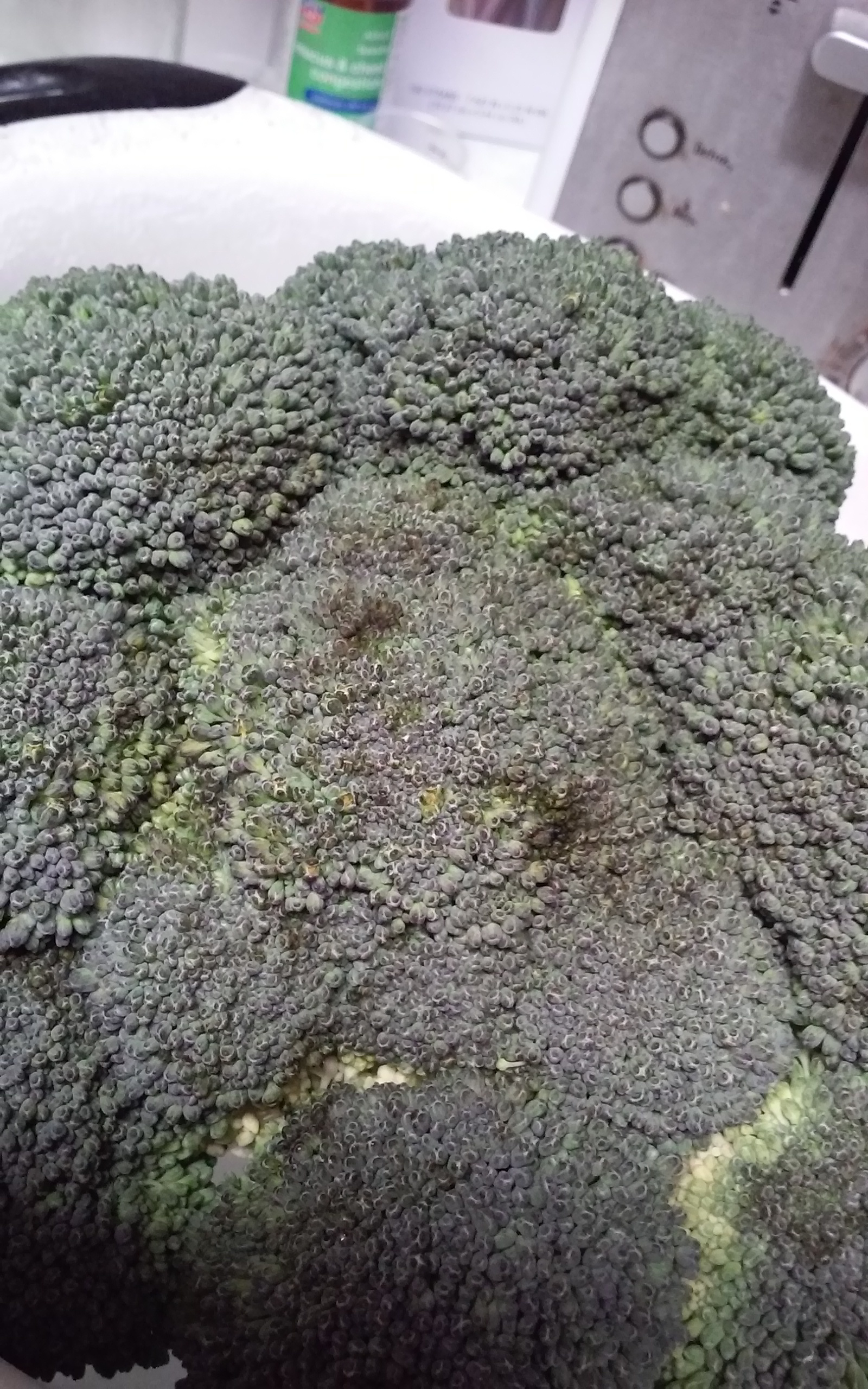 Why is my broccoli turning black? 291949 Ask Extension