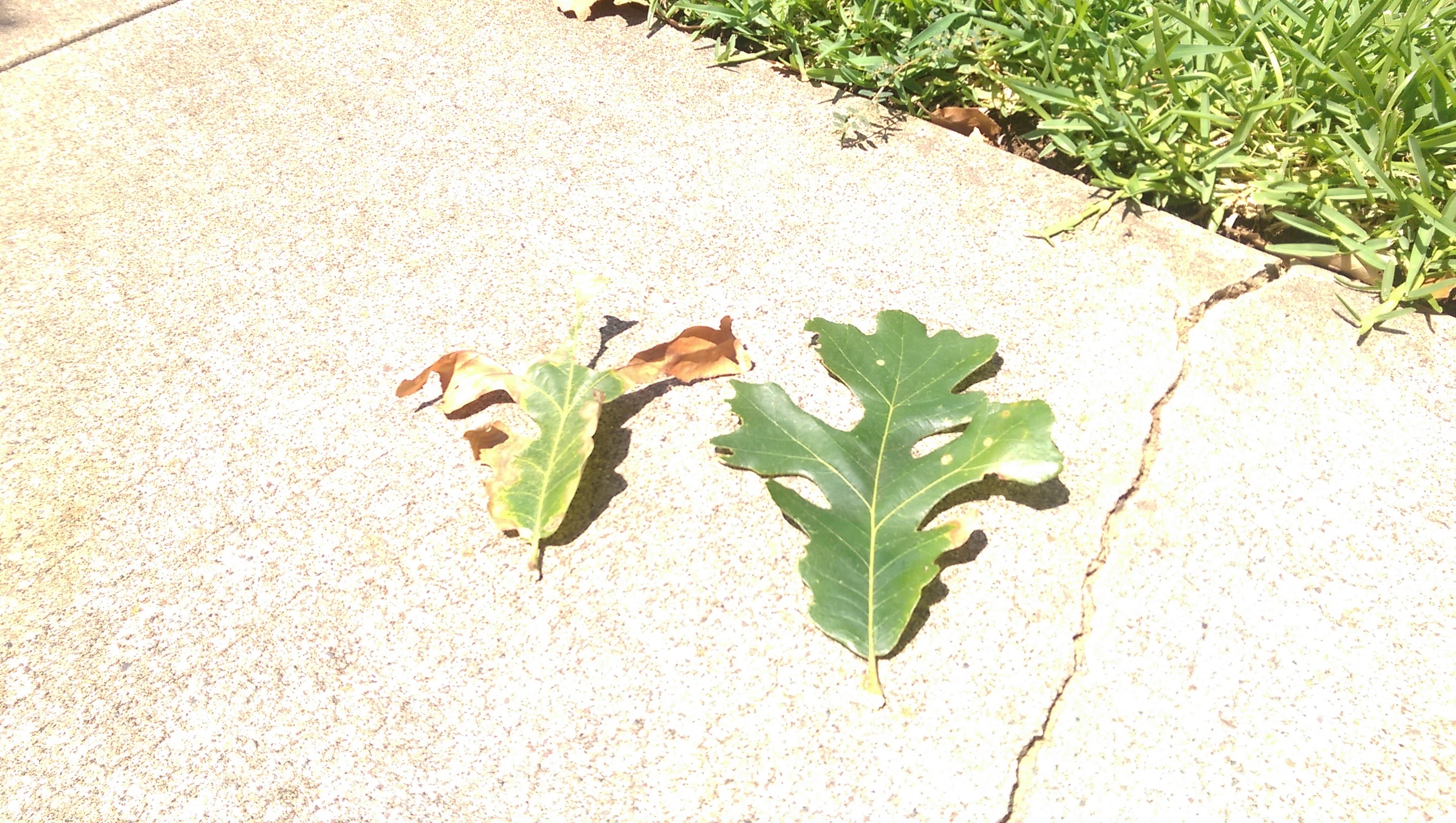 Oak tree leaves turning brown 269643 Ask Extension