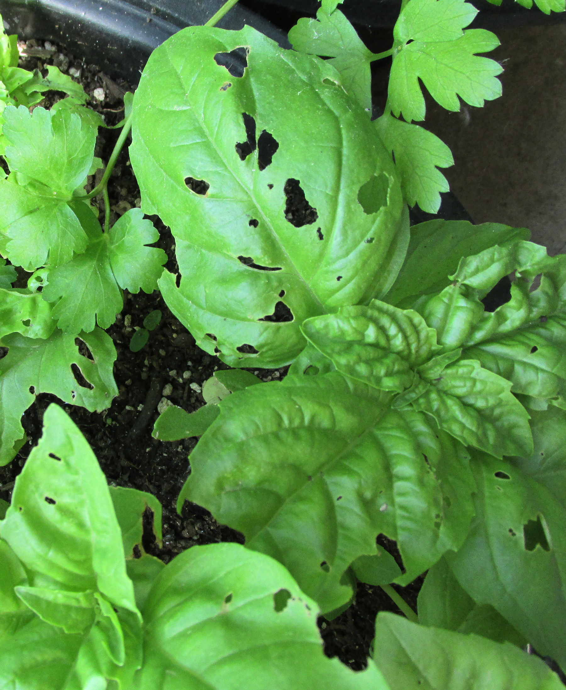 What Pests Eat Basil 257279 Ask Extension