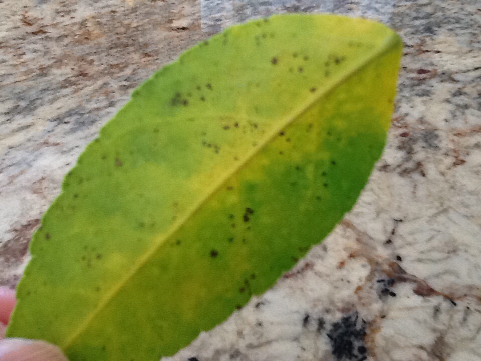 black spots on lemon tree leaves
