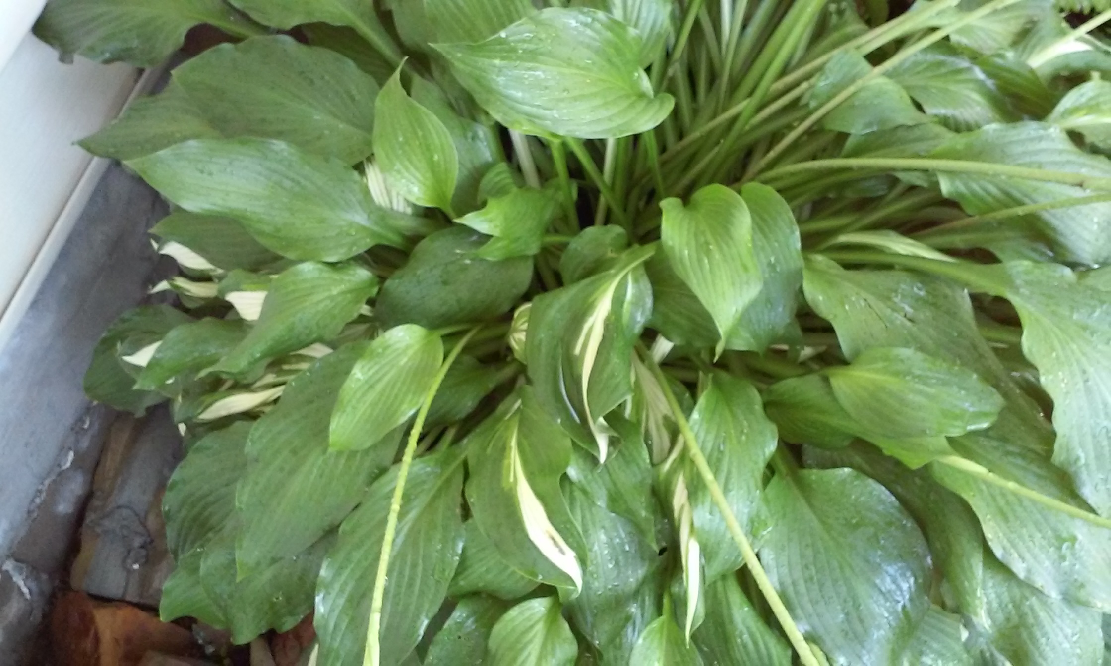 What is causing my hosta to change from a variegated to a solid color ...