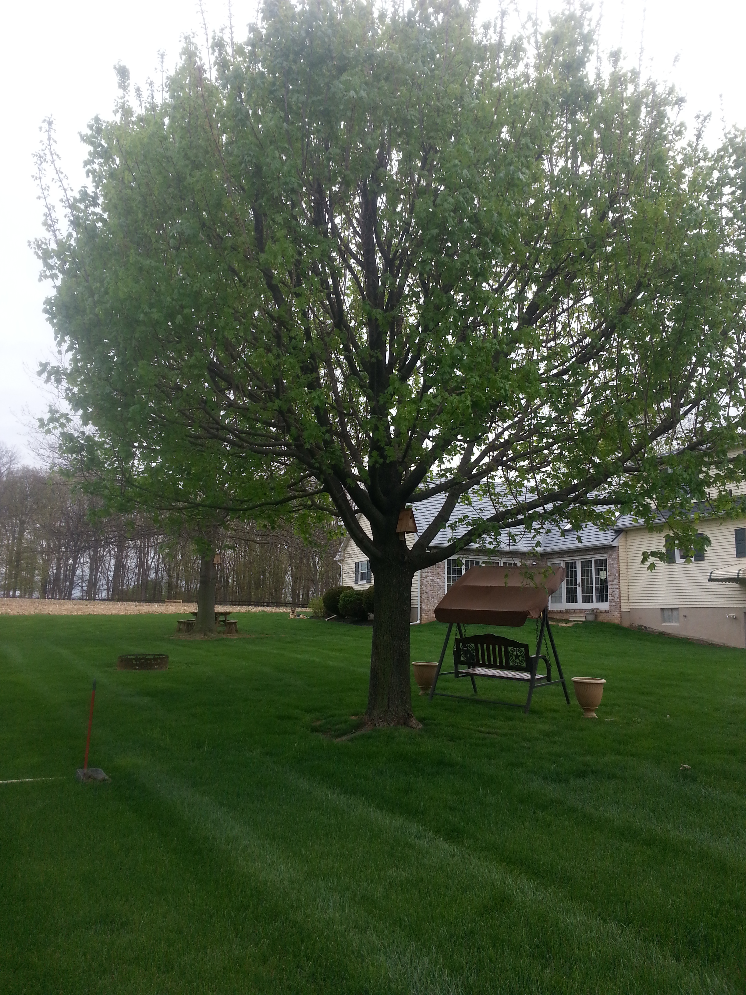 Norway Maple Tree Losing Bark Ask Extension