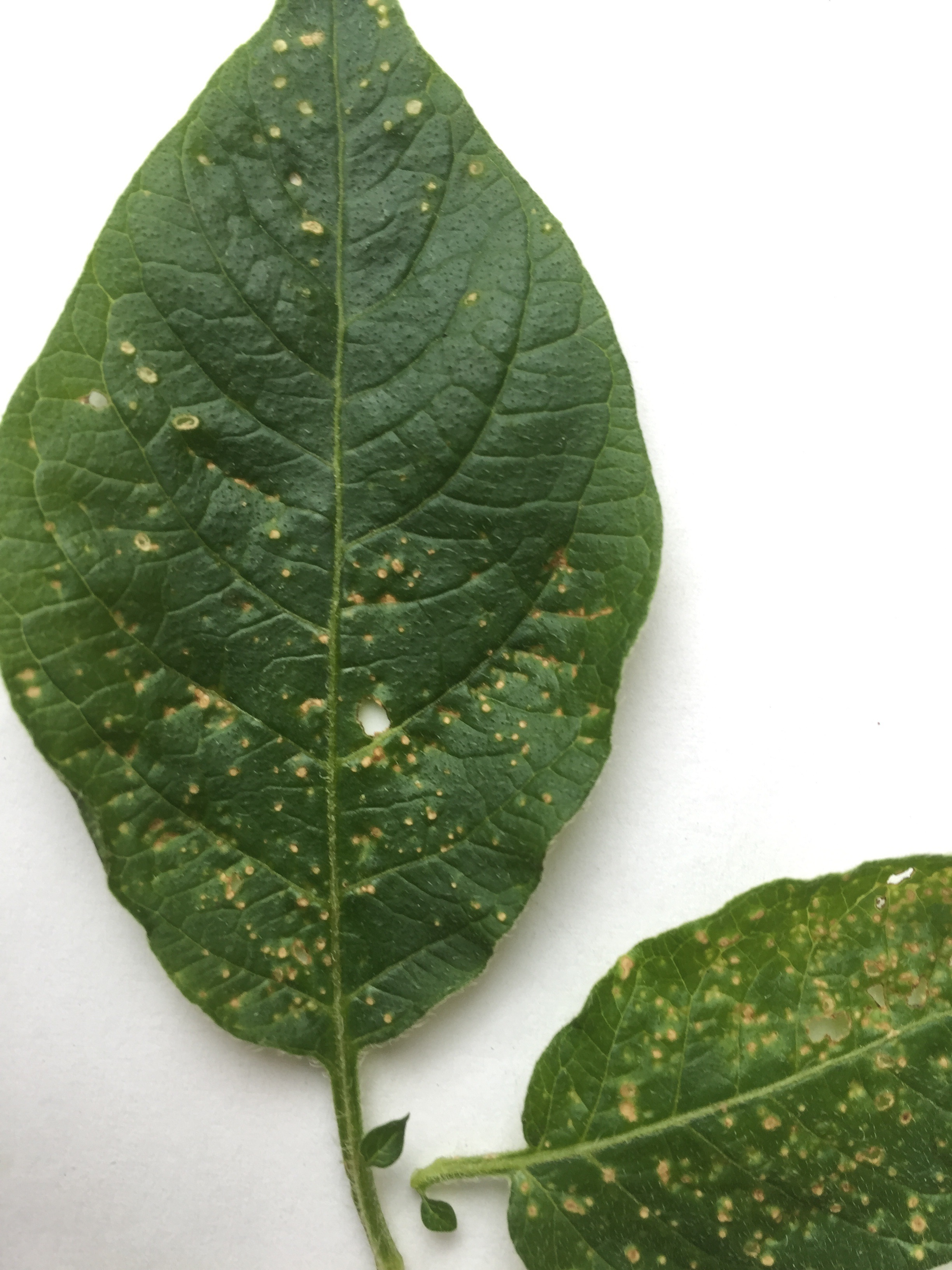 Potato Plant Disease Or Pest Help Ask Extension