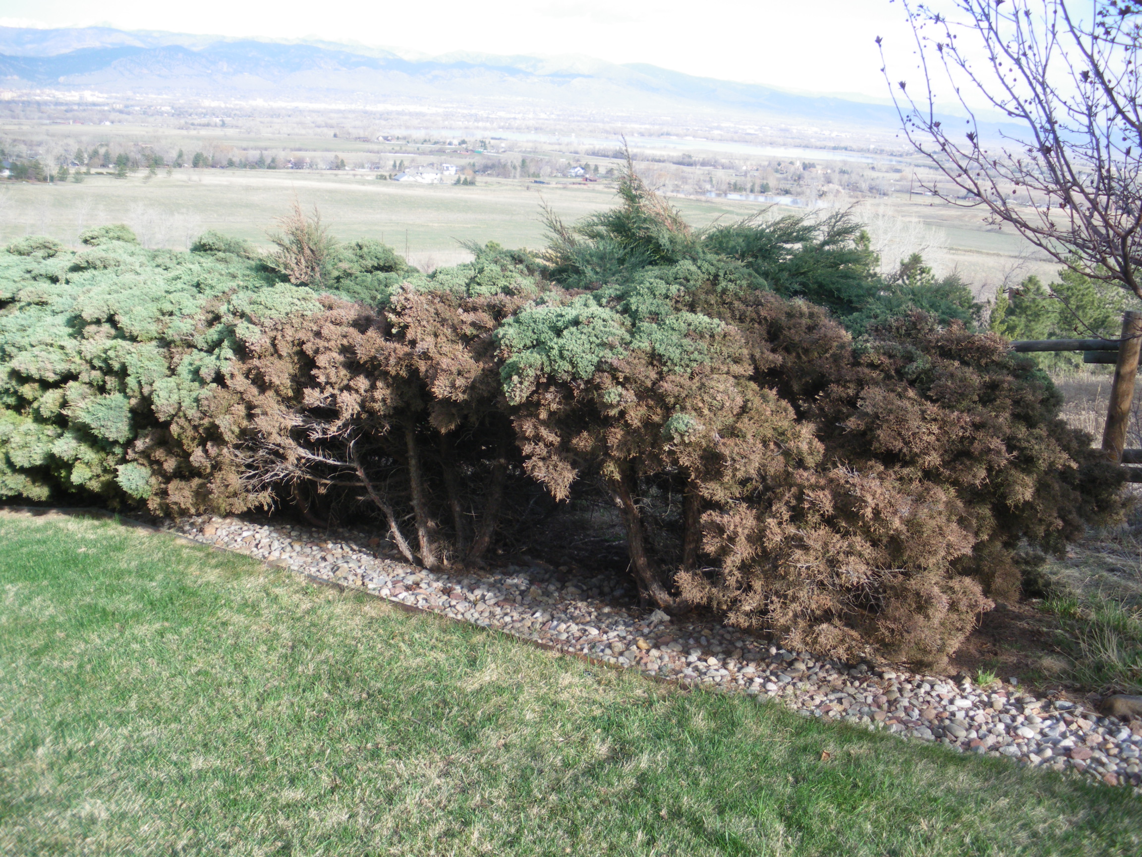 Blue Pfitzer Junipers dying 232415 Ask Extension